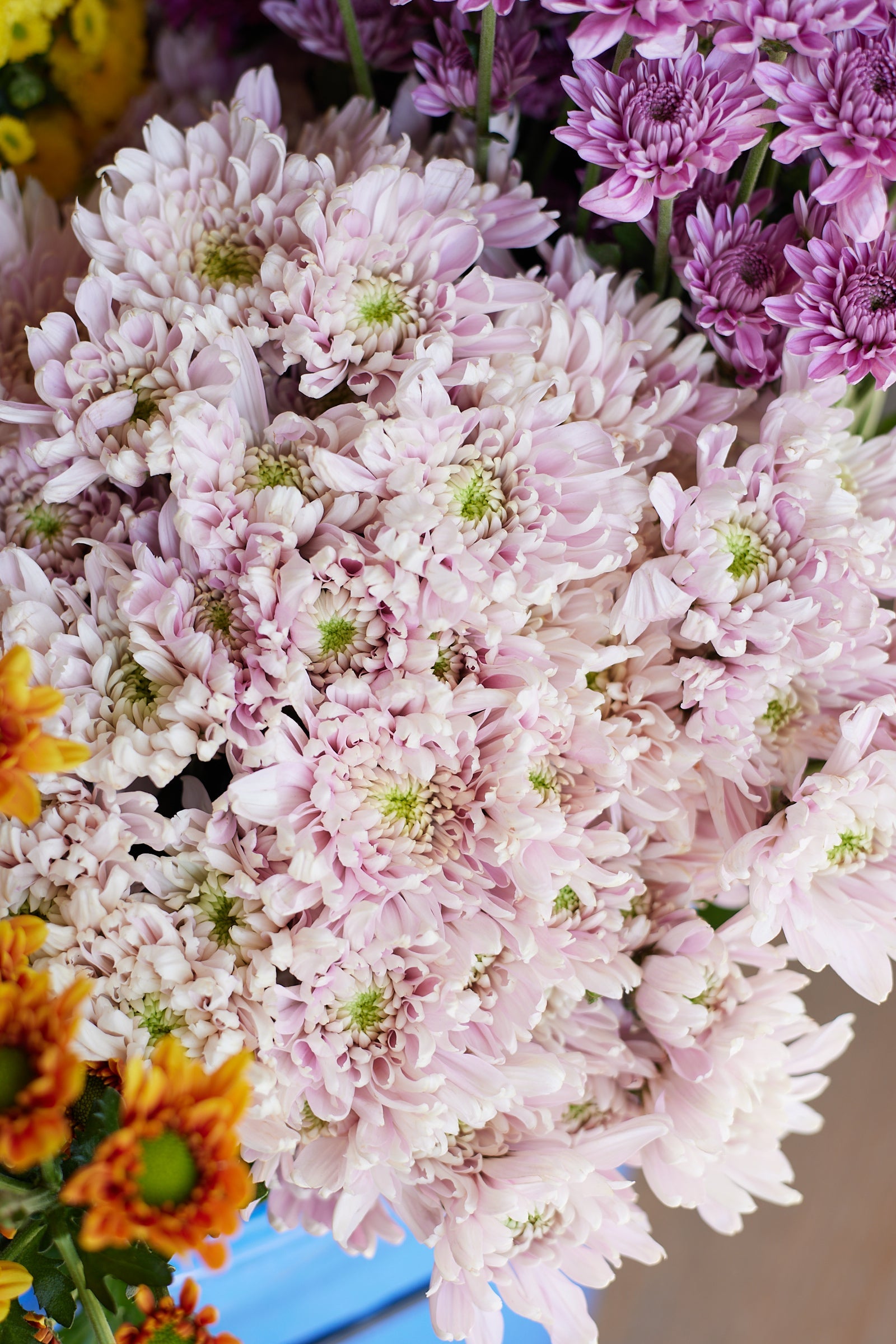 Chrysanthemum