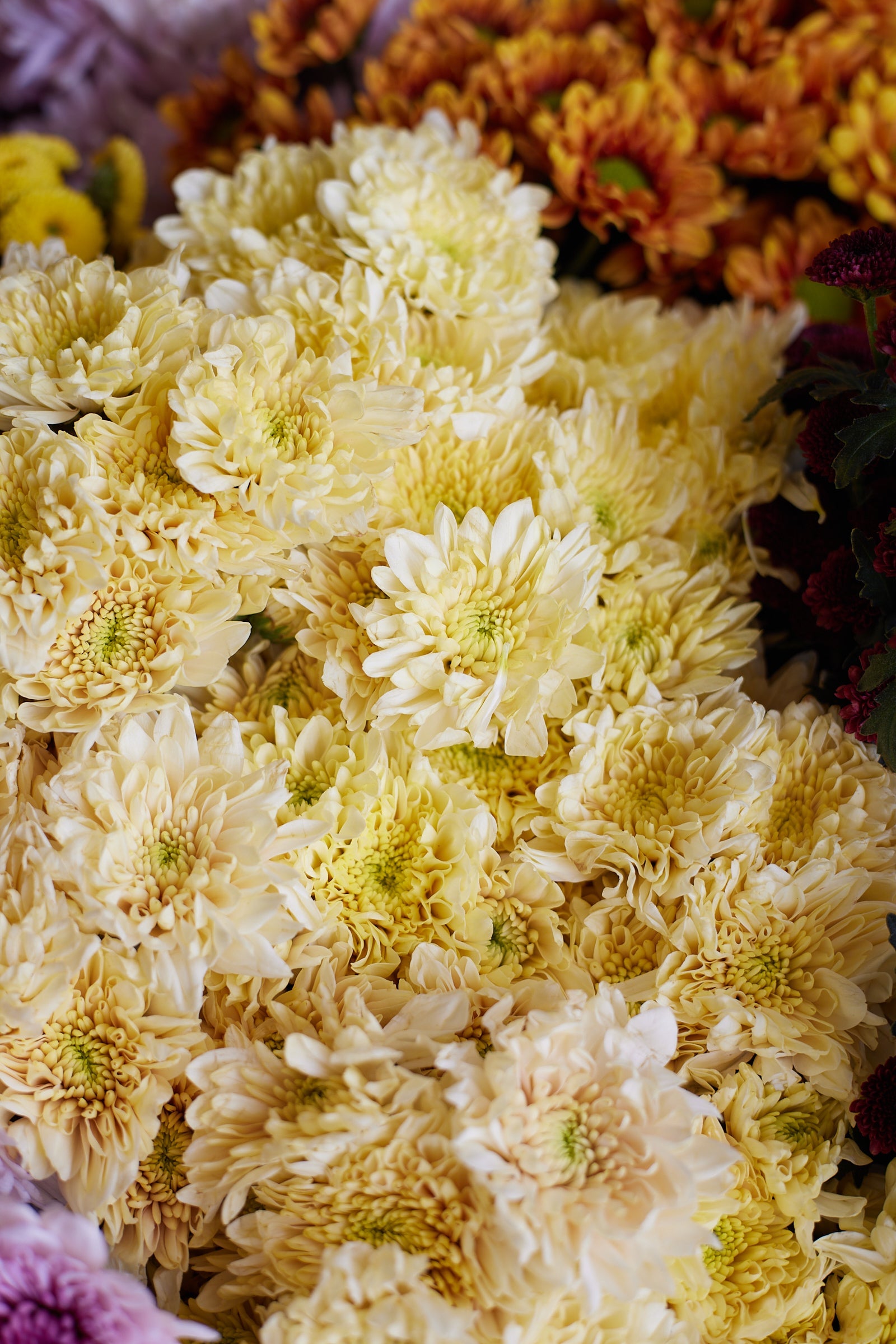 Chrysanthemum