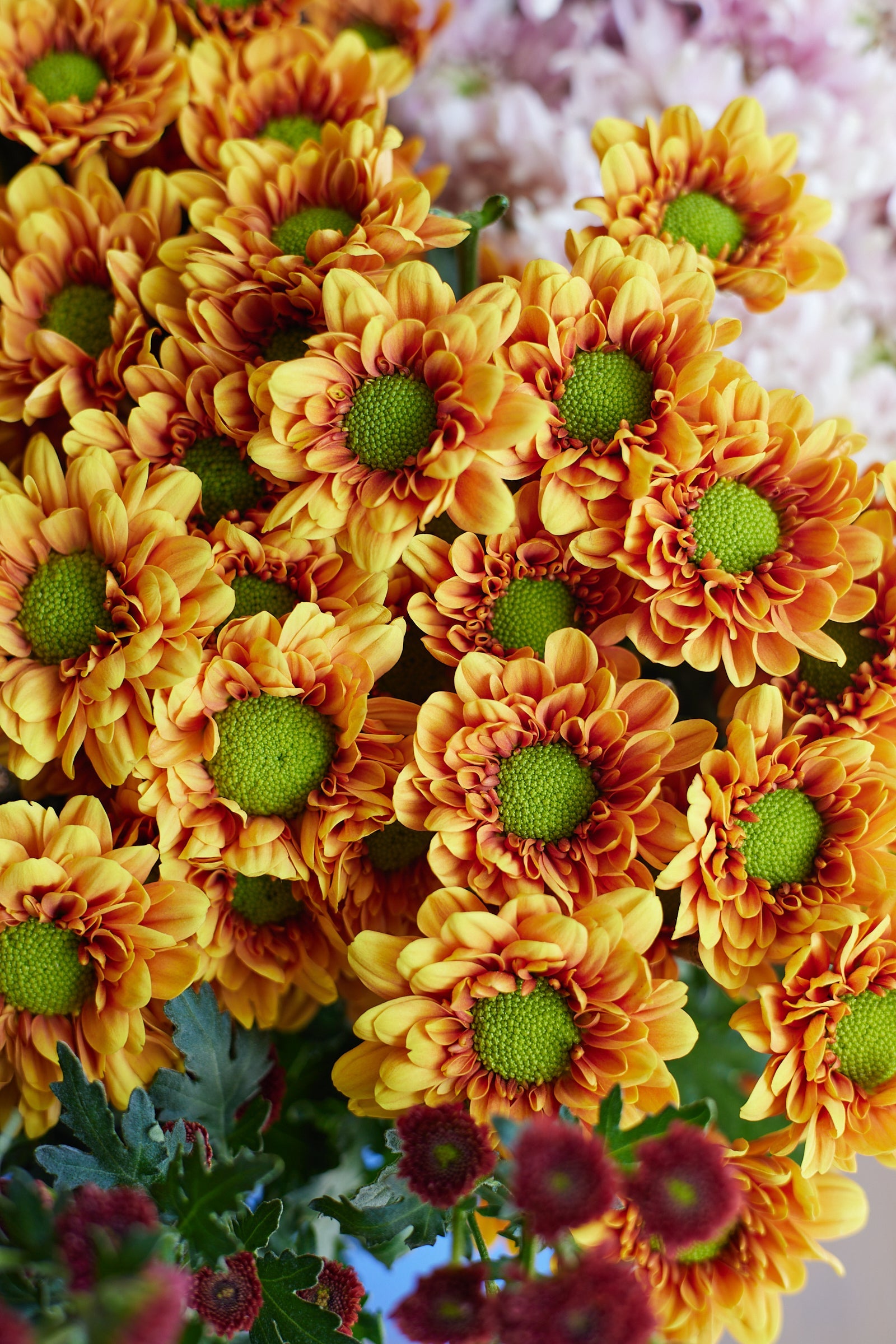 Chrysanthemum