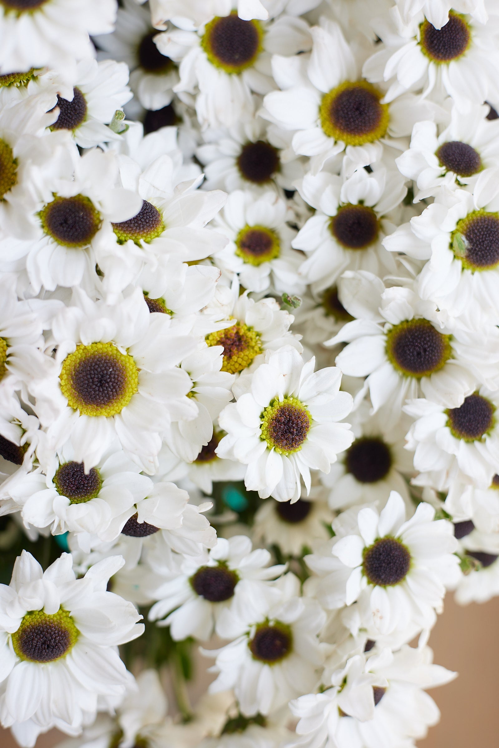 Chrysanthemum