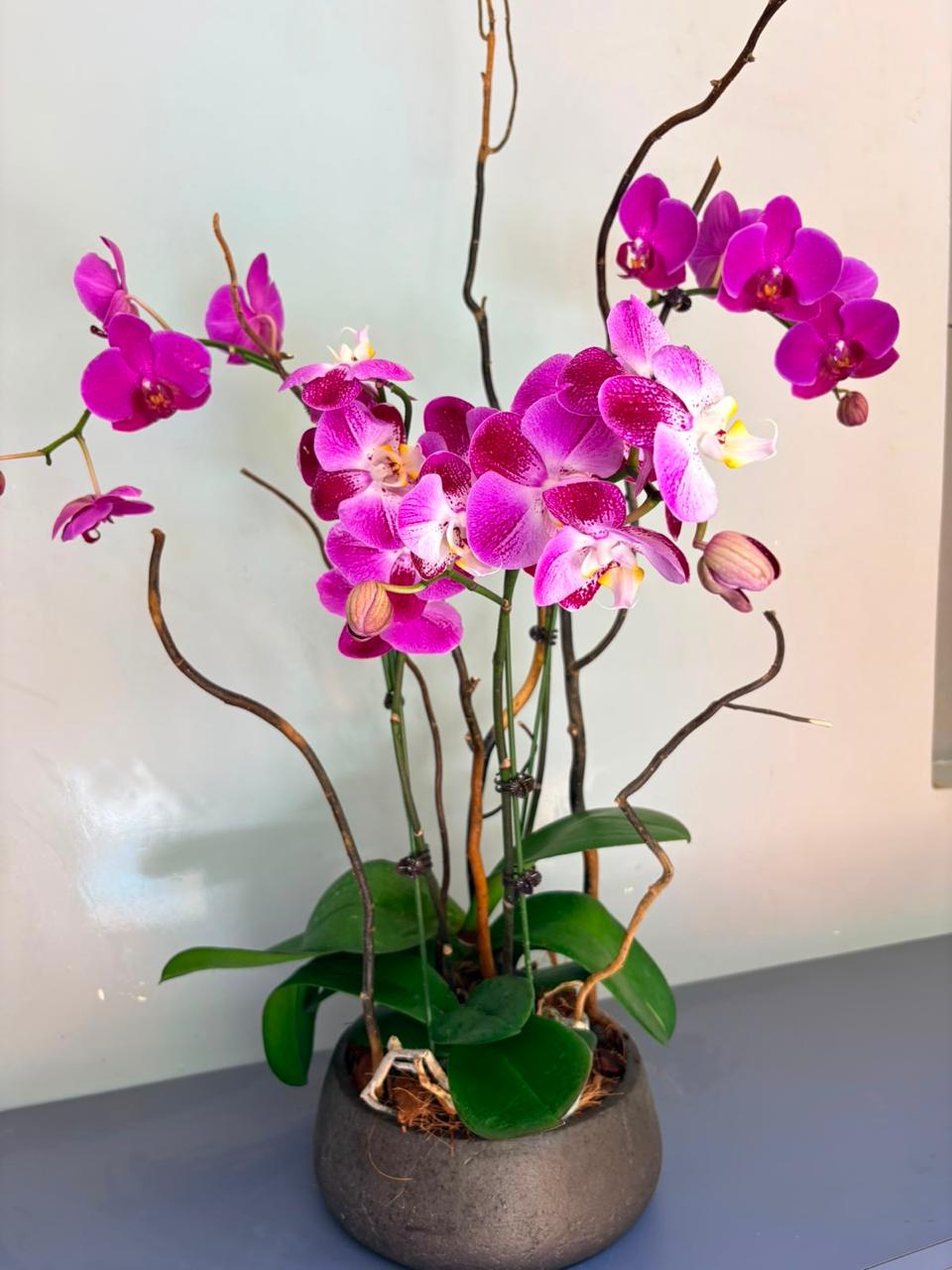 Phalaenopsis Plants - Pink