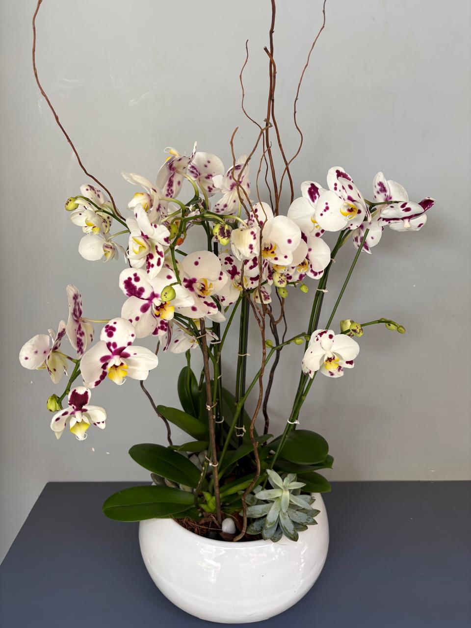 Phalaenopsis Plants - white shaded
