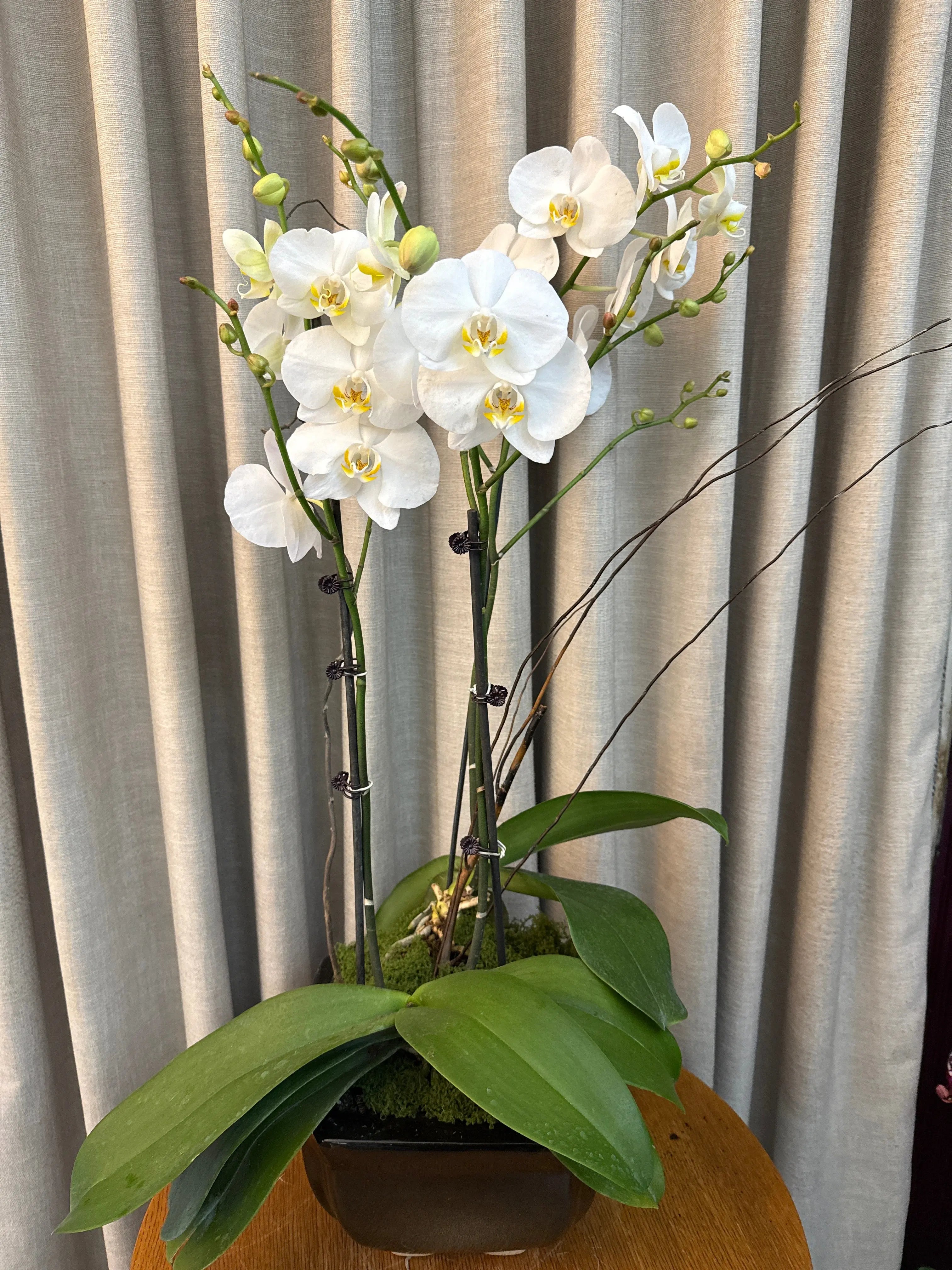 Phalaenopsis Pots - 3 stems Misty Snow 1magnolialane