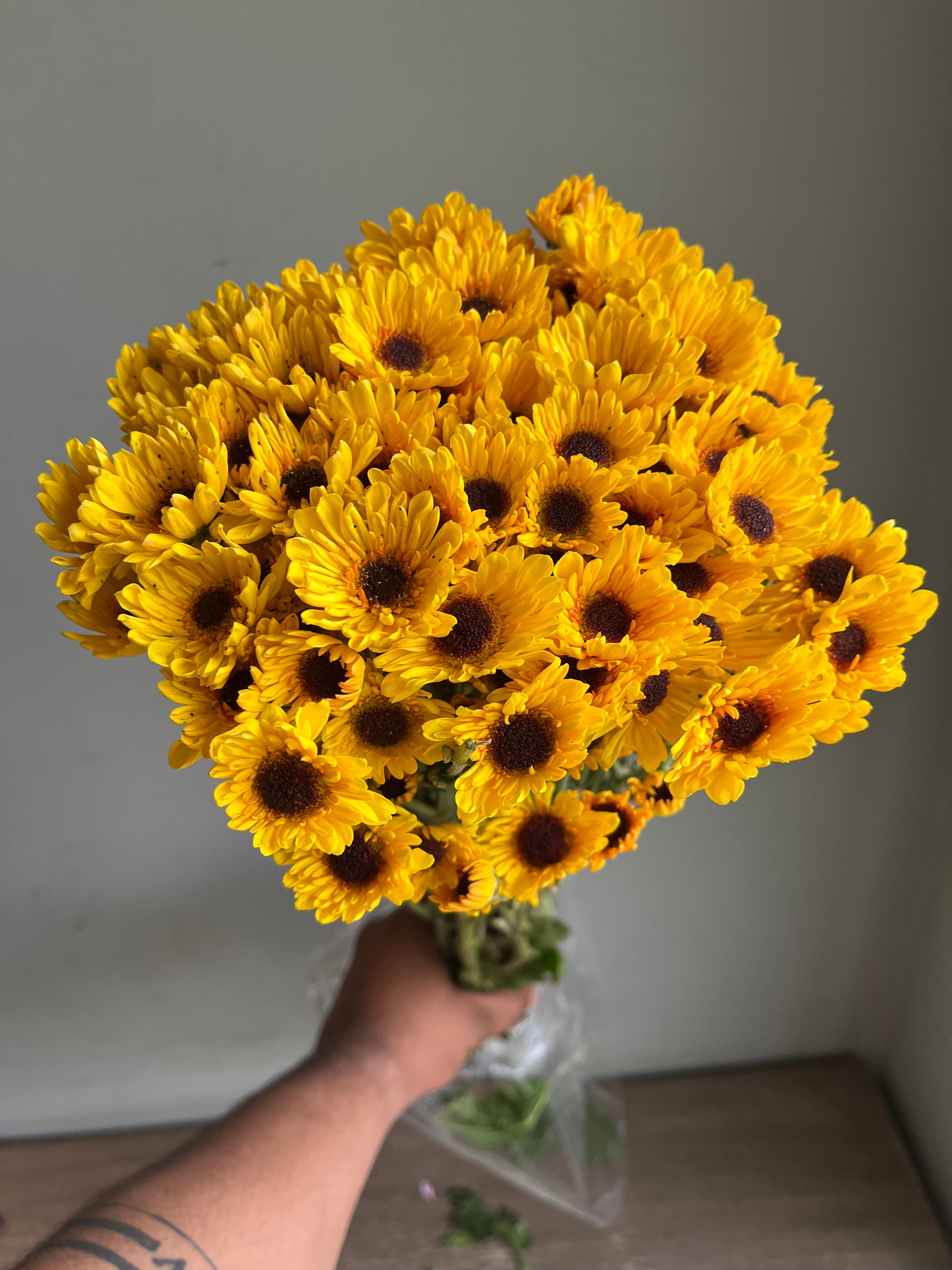 Chrysanthemum
