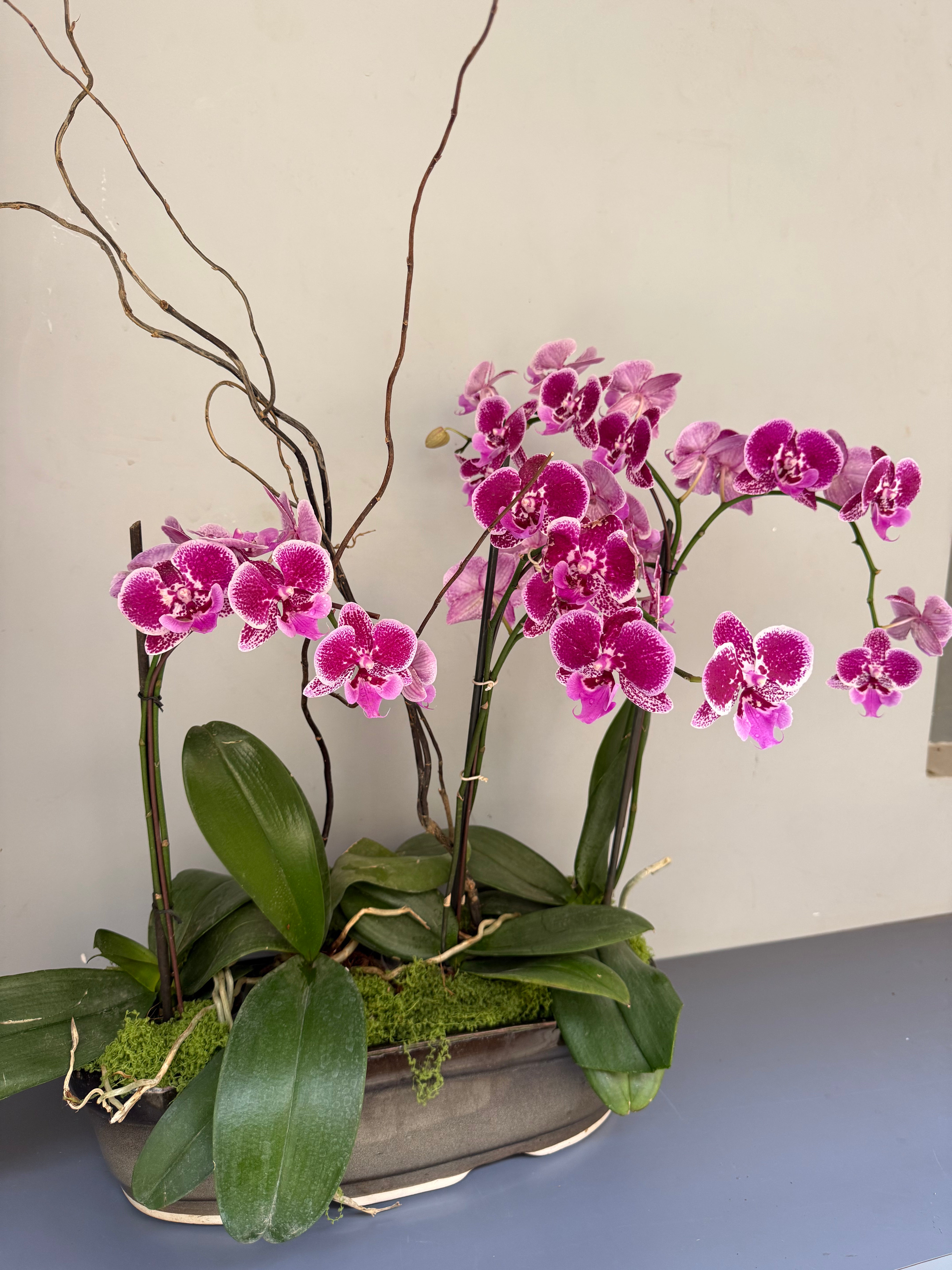 Phalaenopsis Plants - Pink Striped
