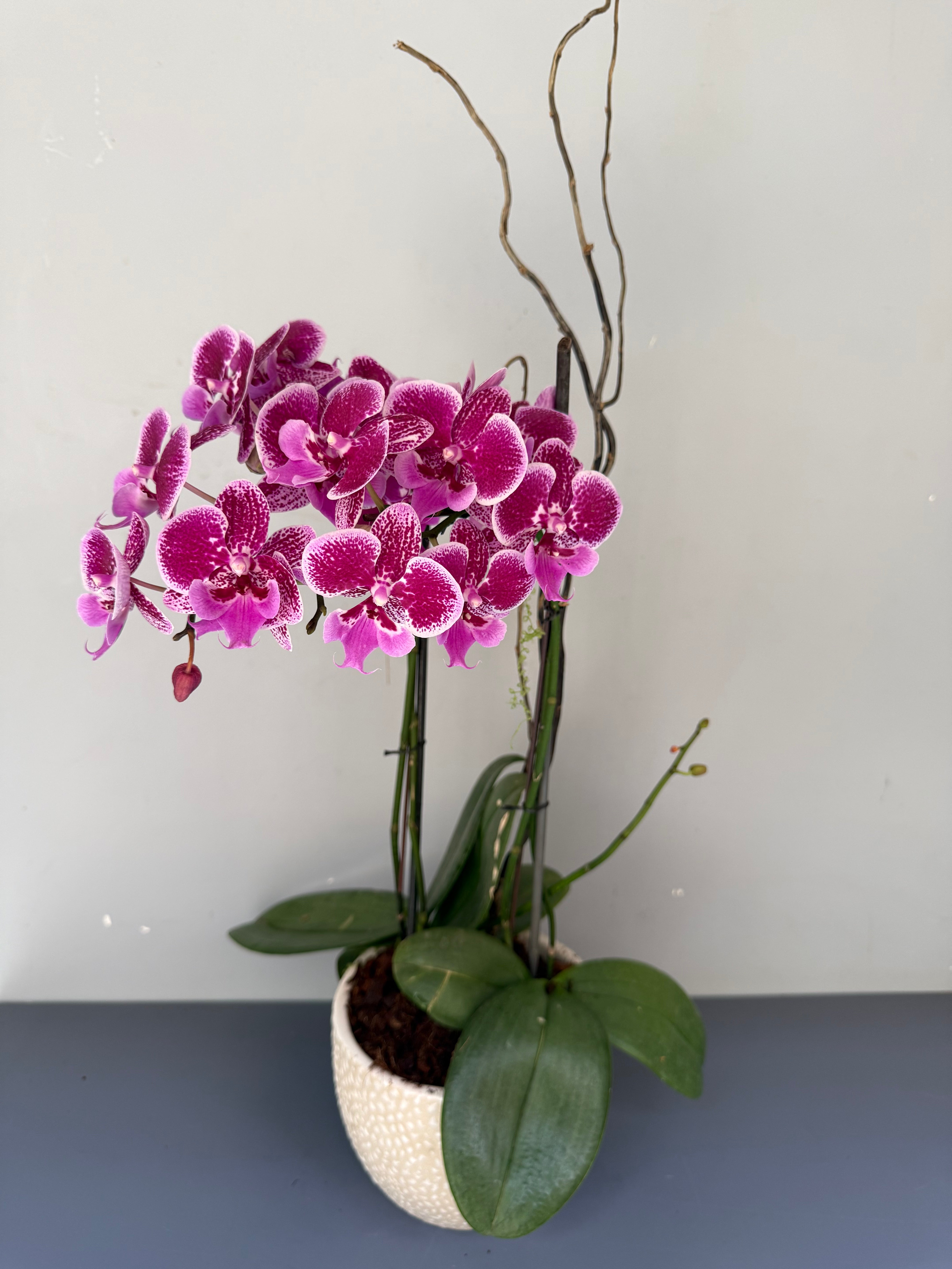 Phalaenopsis Plants - Pink Striped