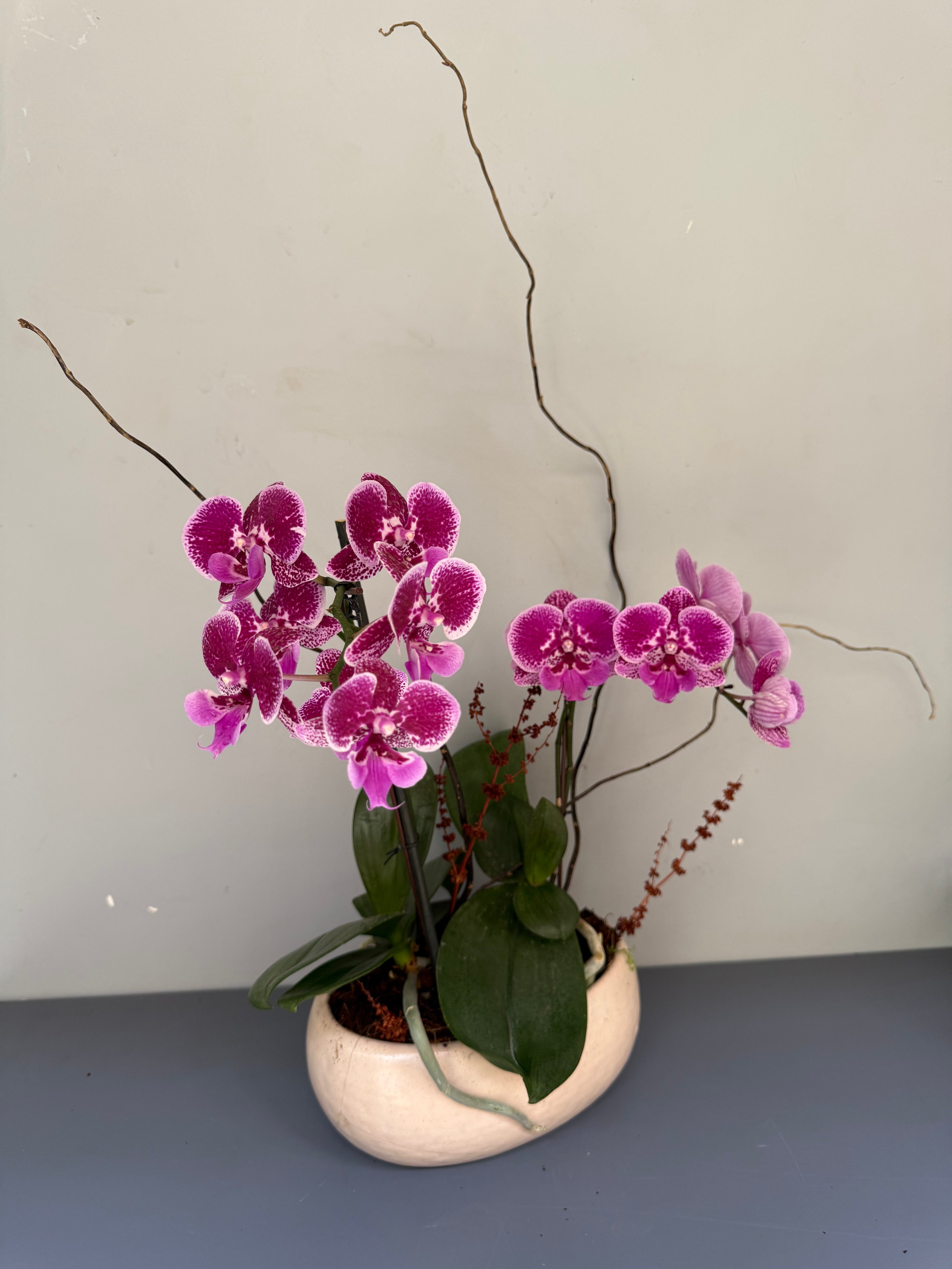 Phalaenopsis Plants - Pink Striped