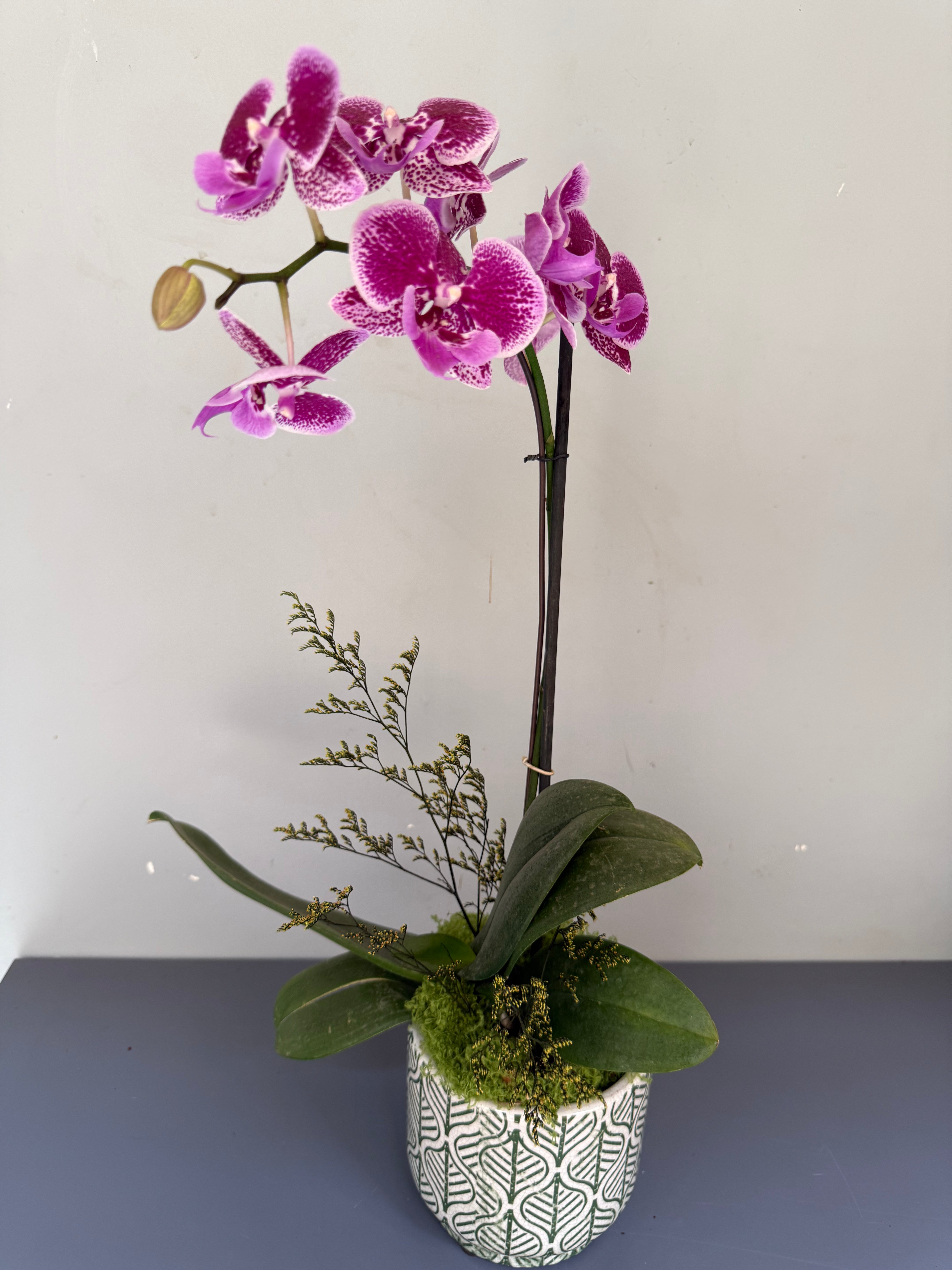 Phalaenopsis Plants - Pink Striped
