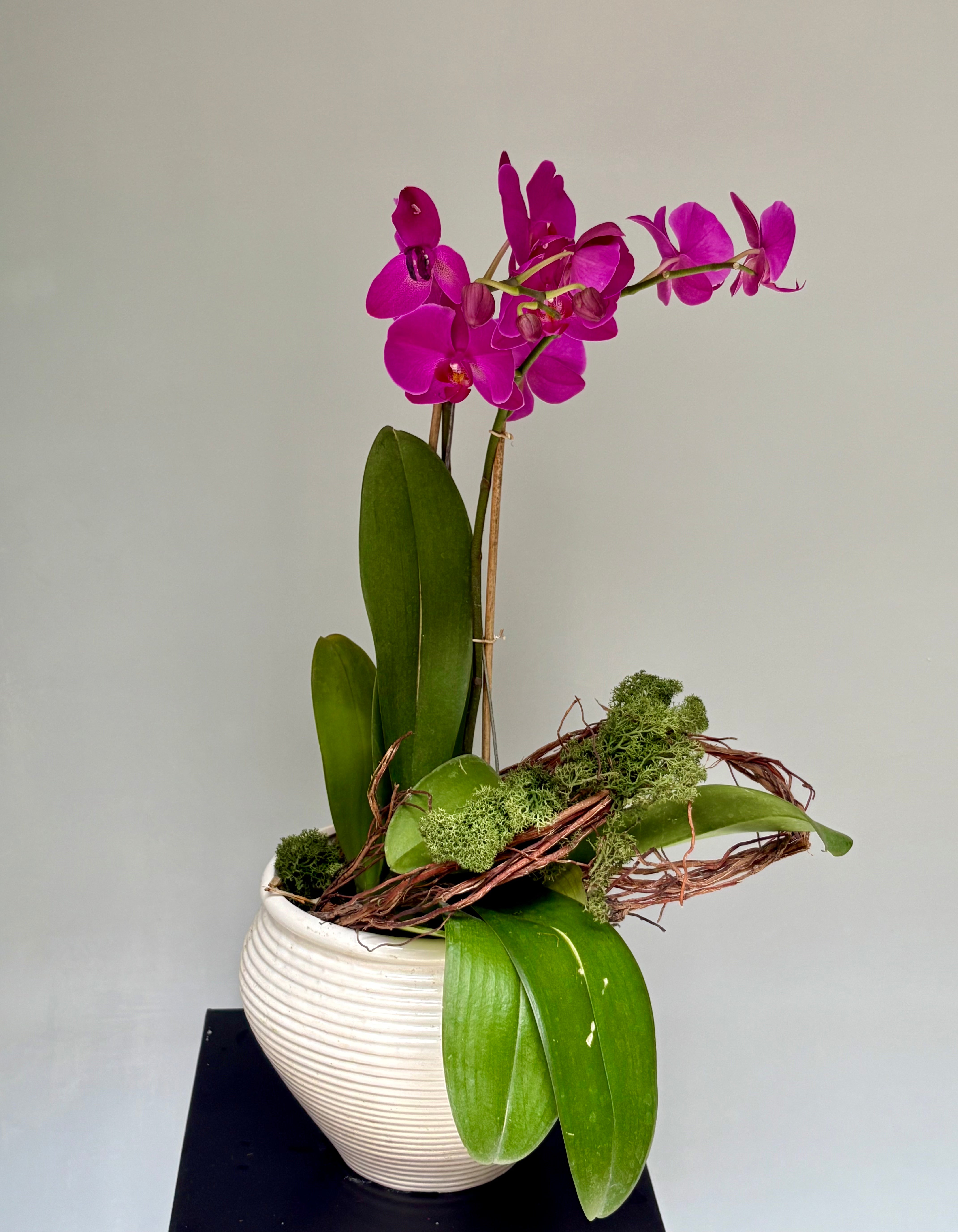 Phalaenopsis pots