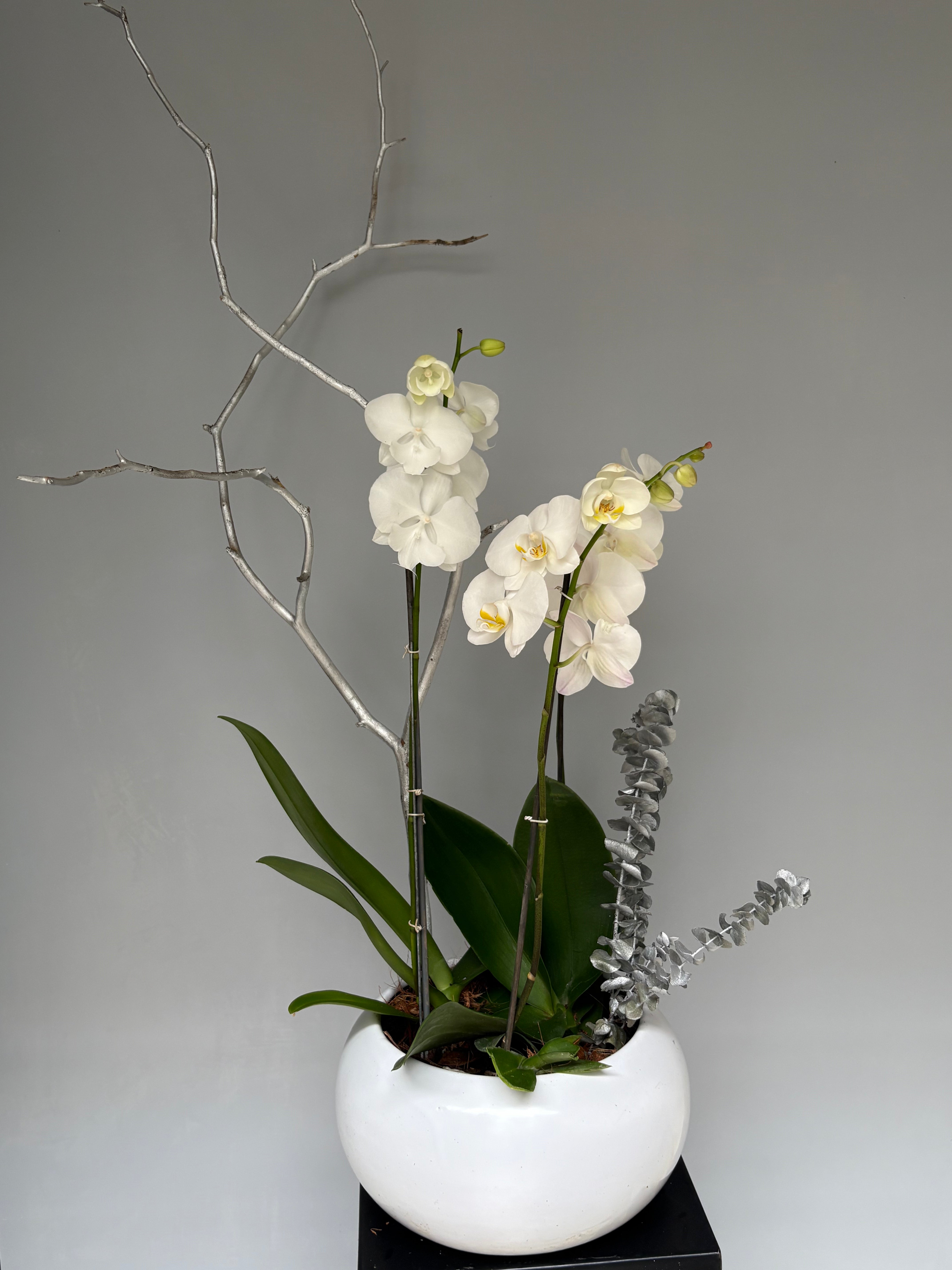 Phalaenopsis pots