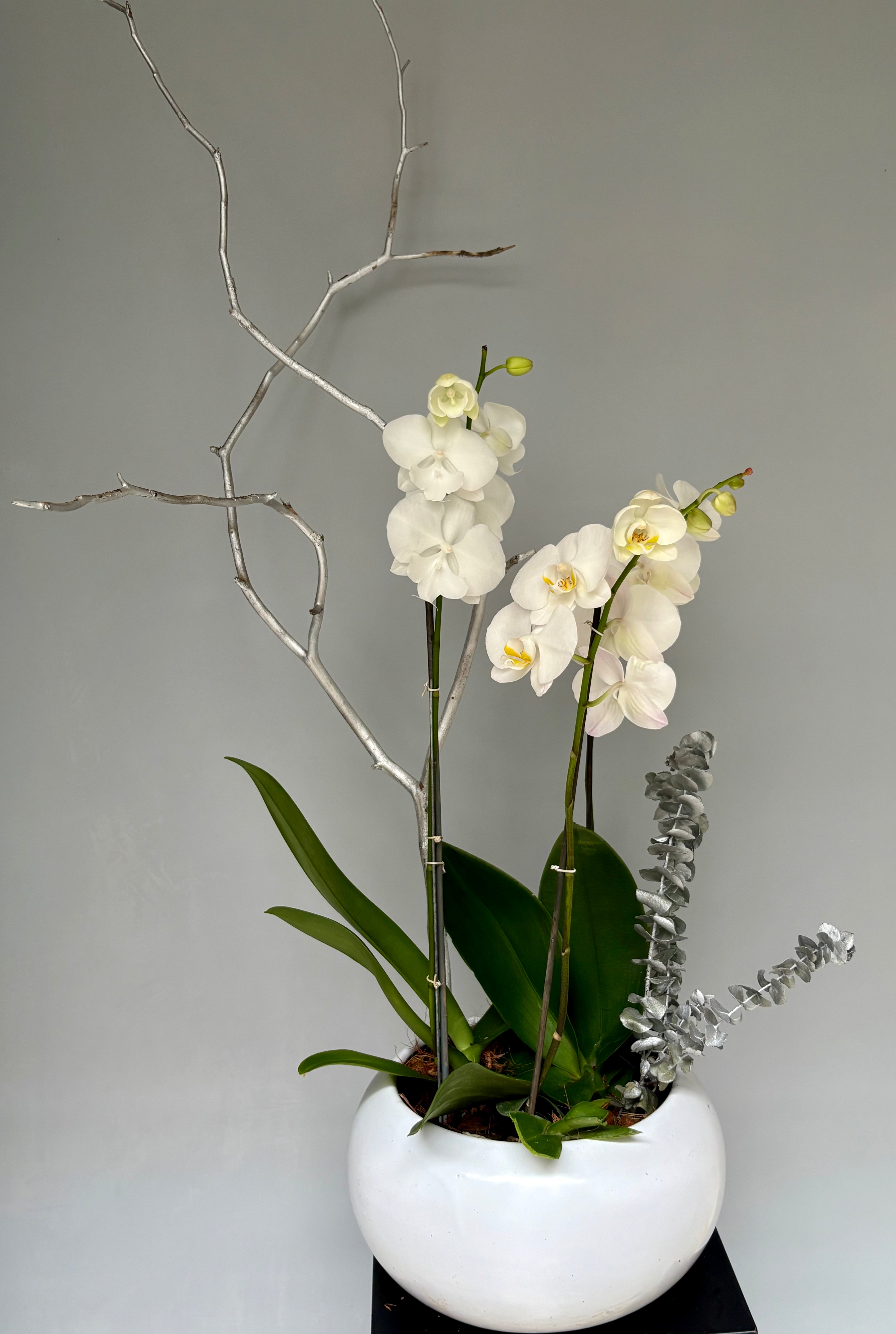 Phalaenopsis pots