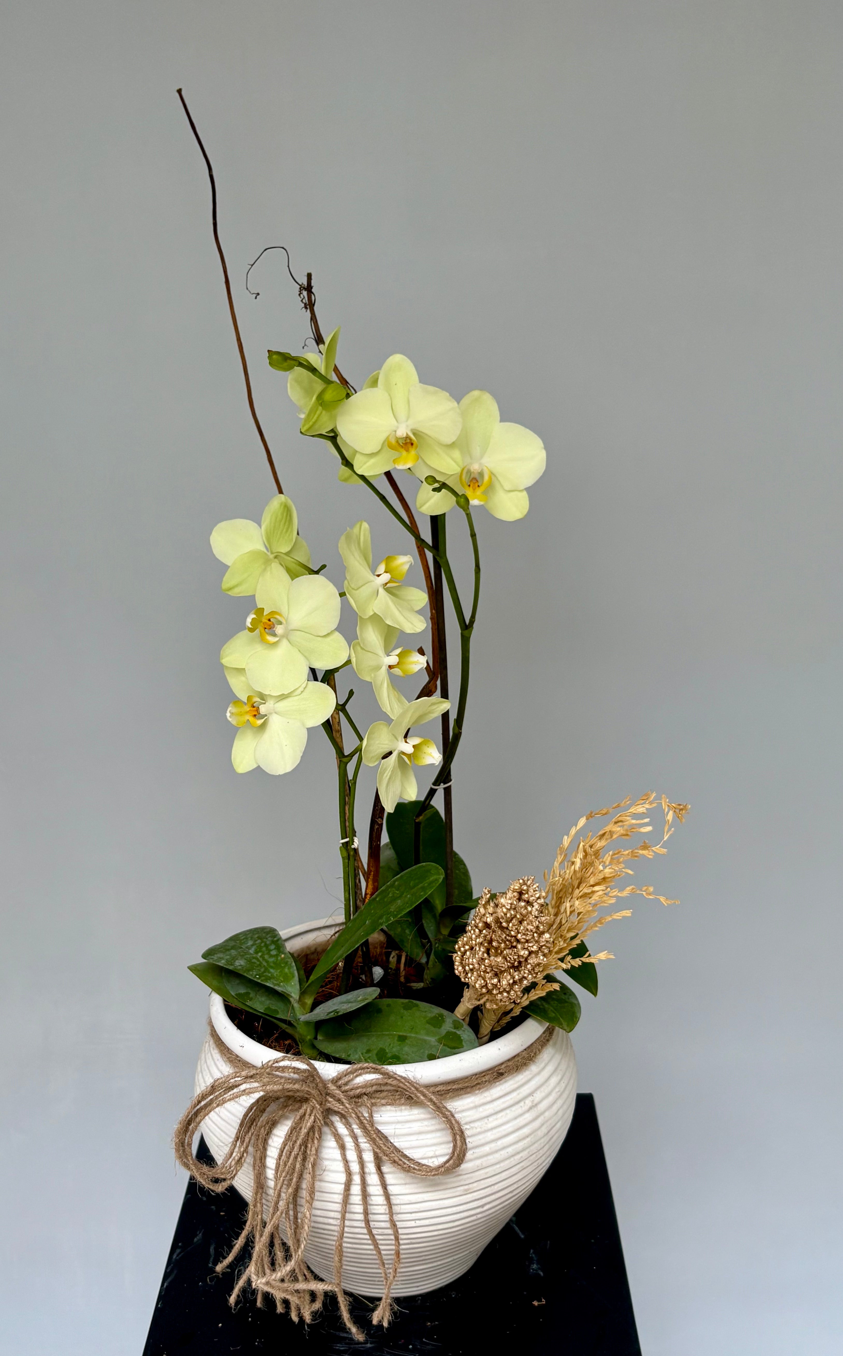 Phalaenopsis pots