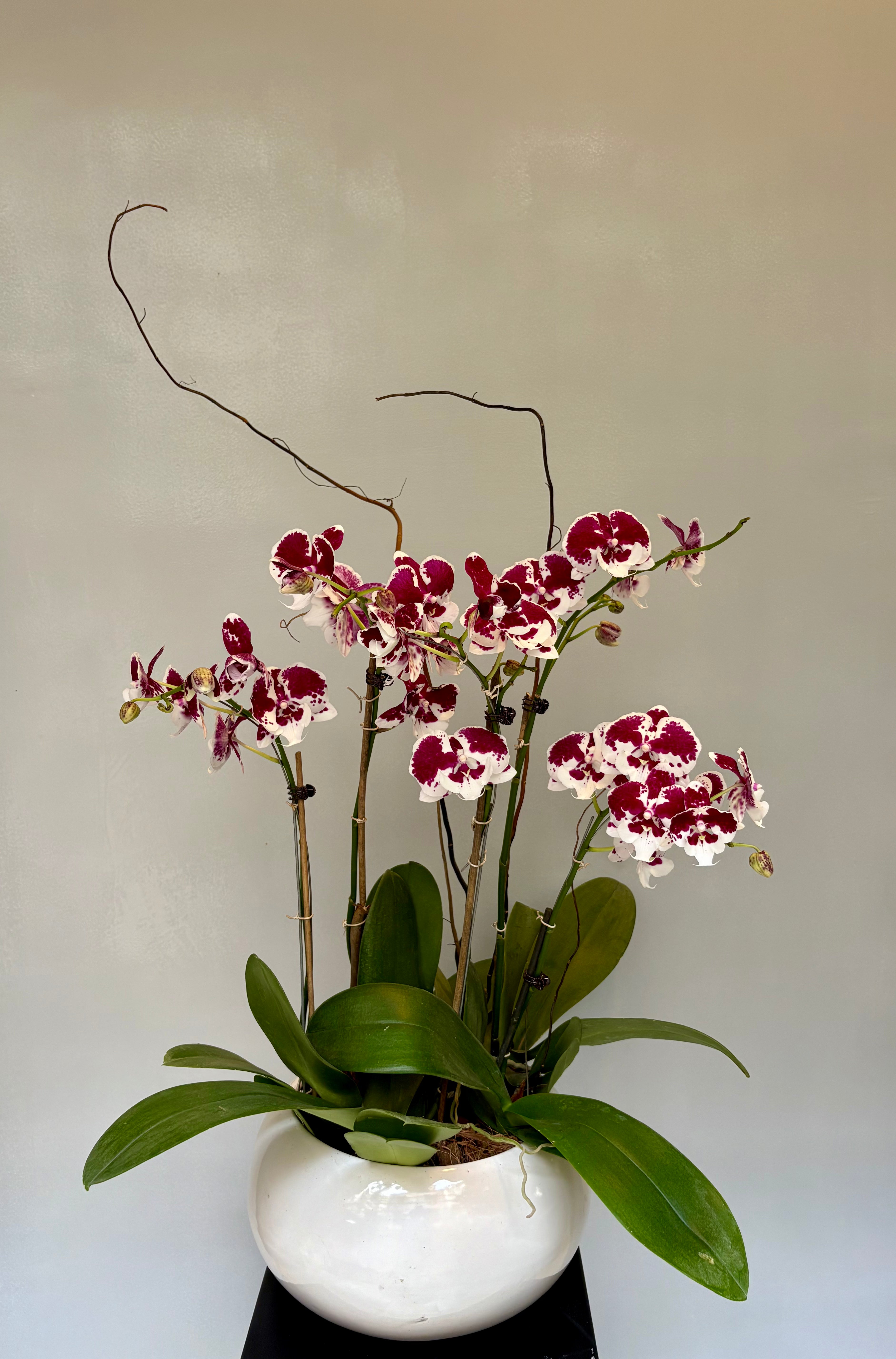 Phalaenopsis pots