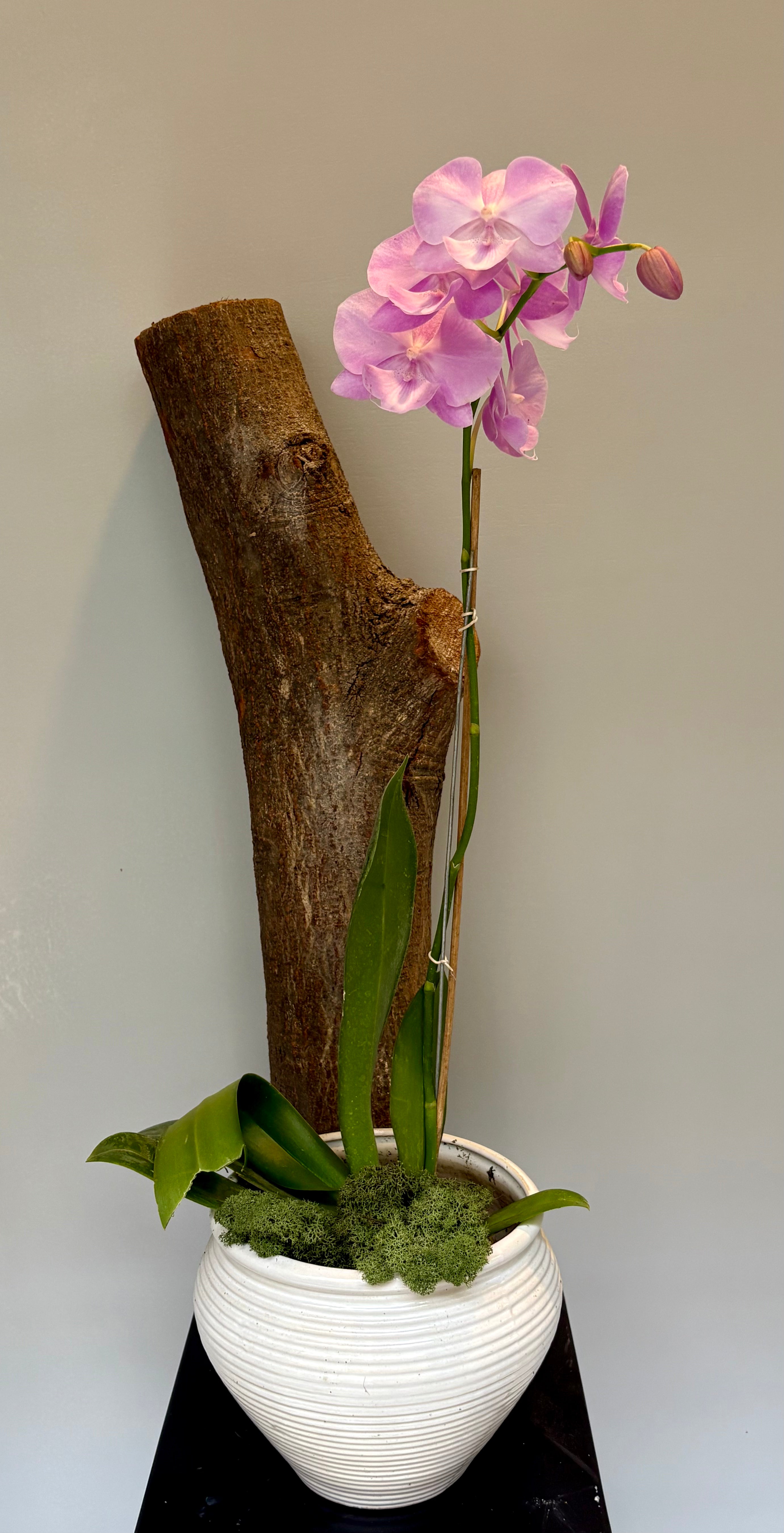 Phalaenopsis pots