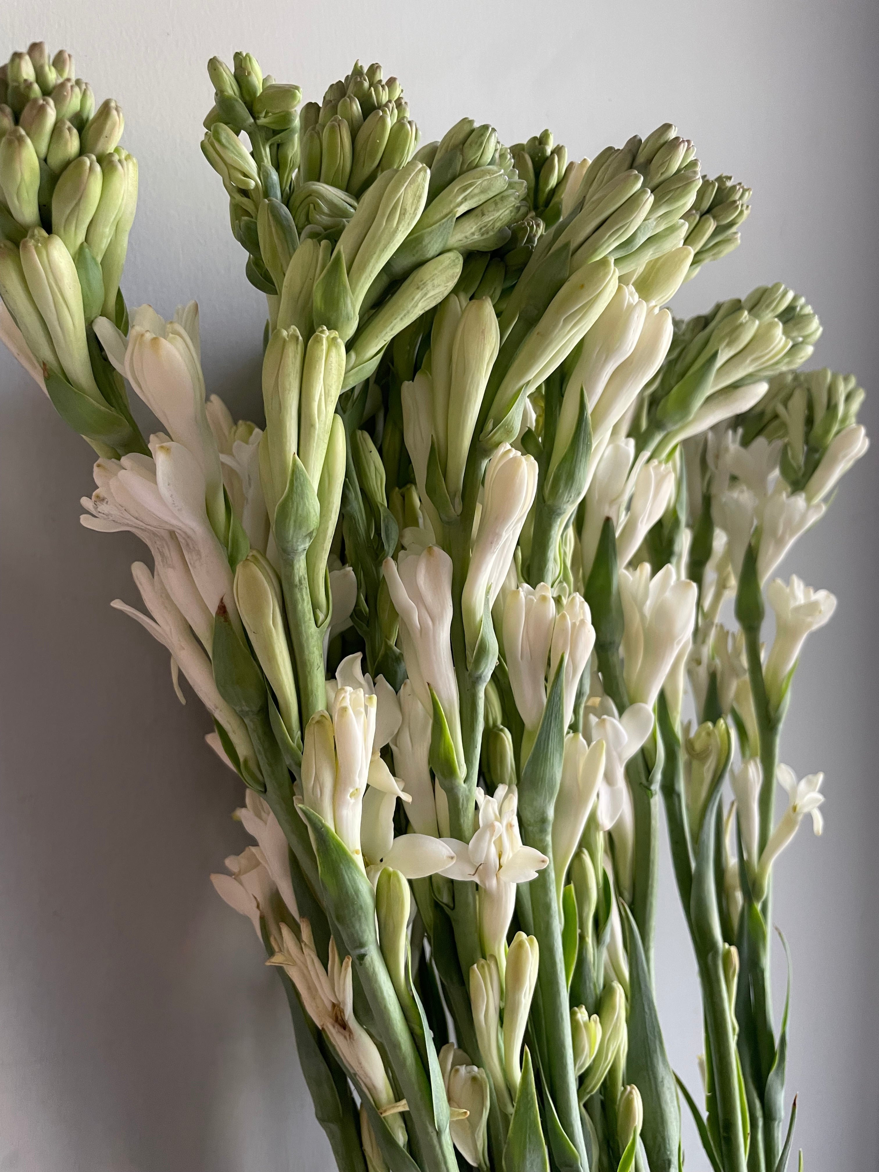 Tuberose