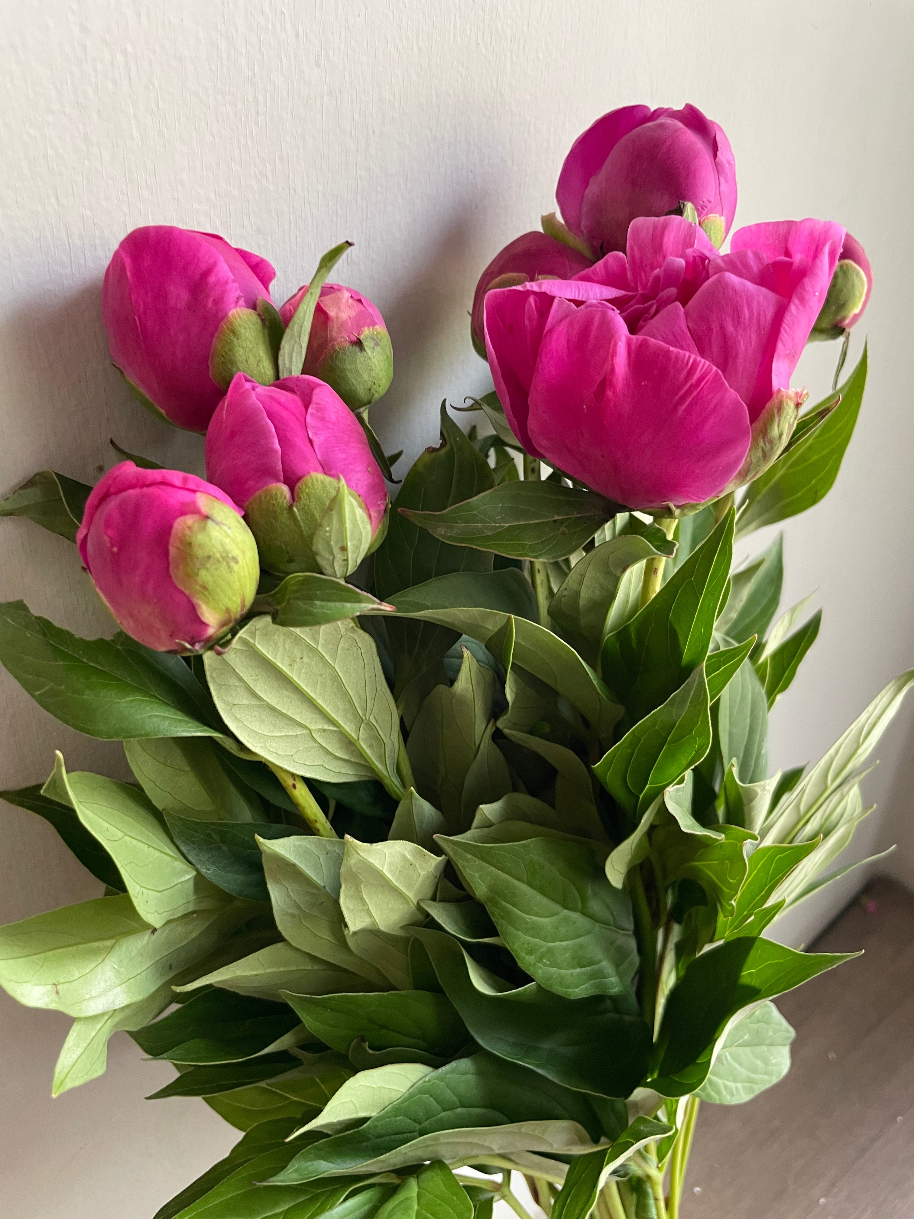 Peony