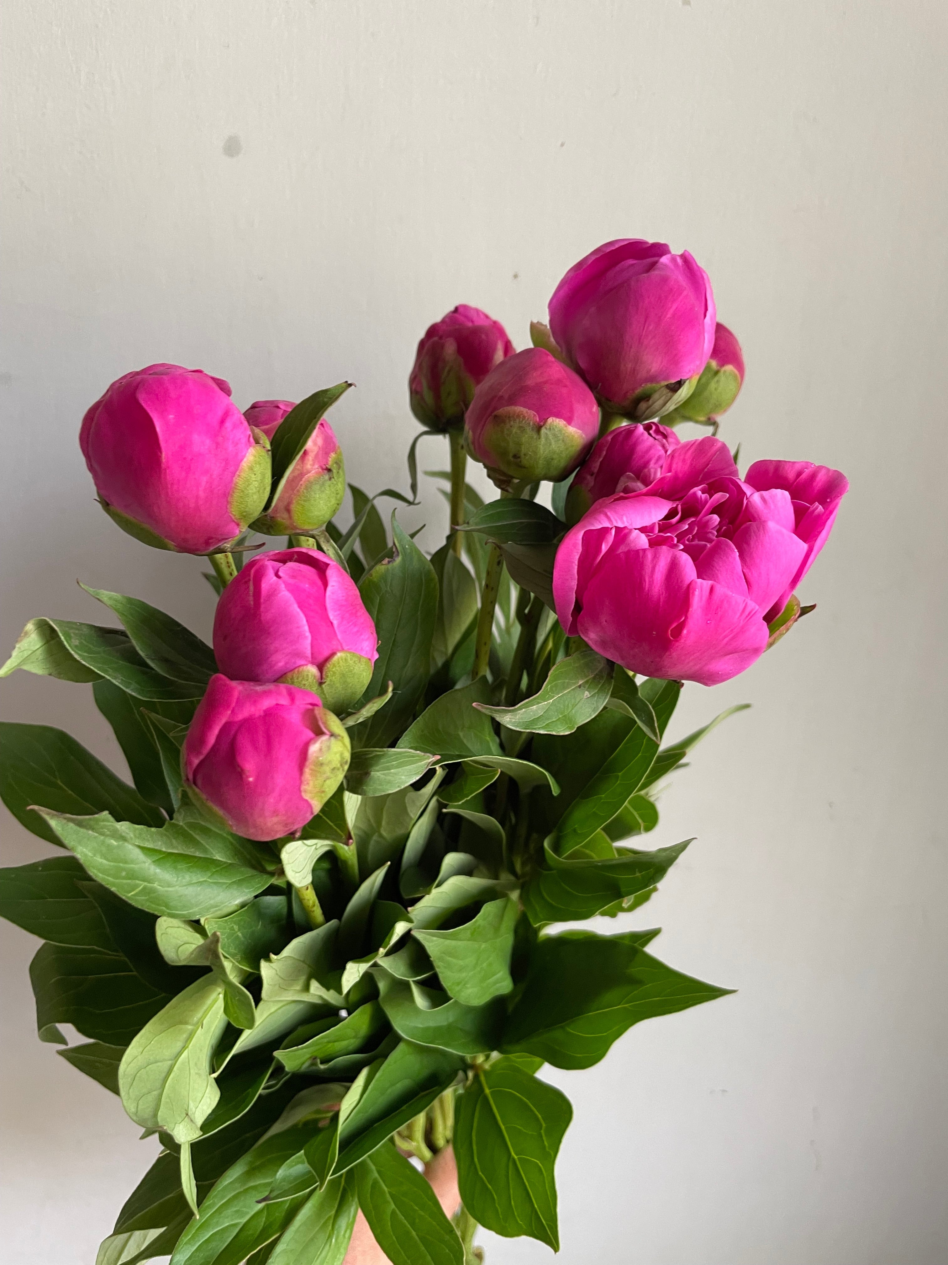 Peony