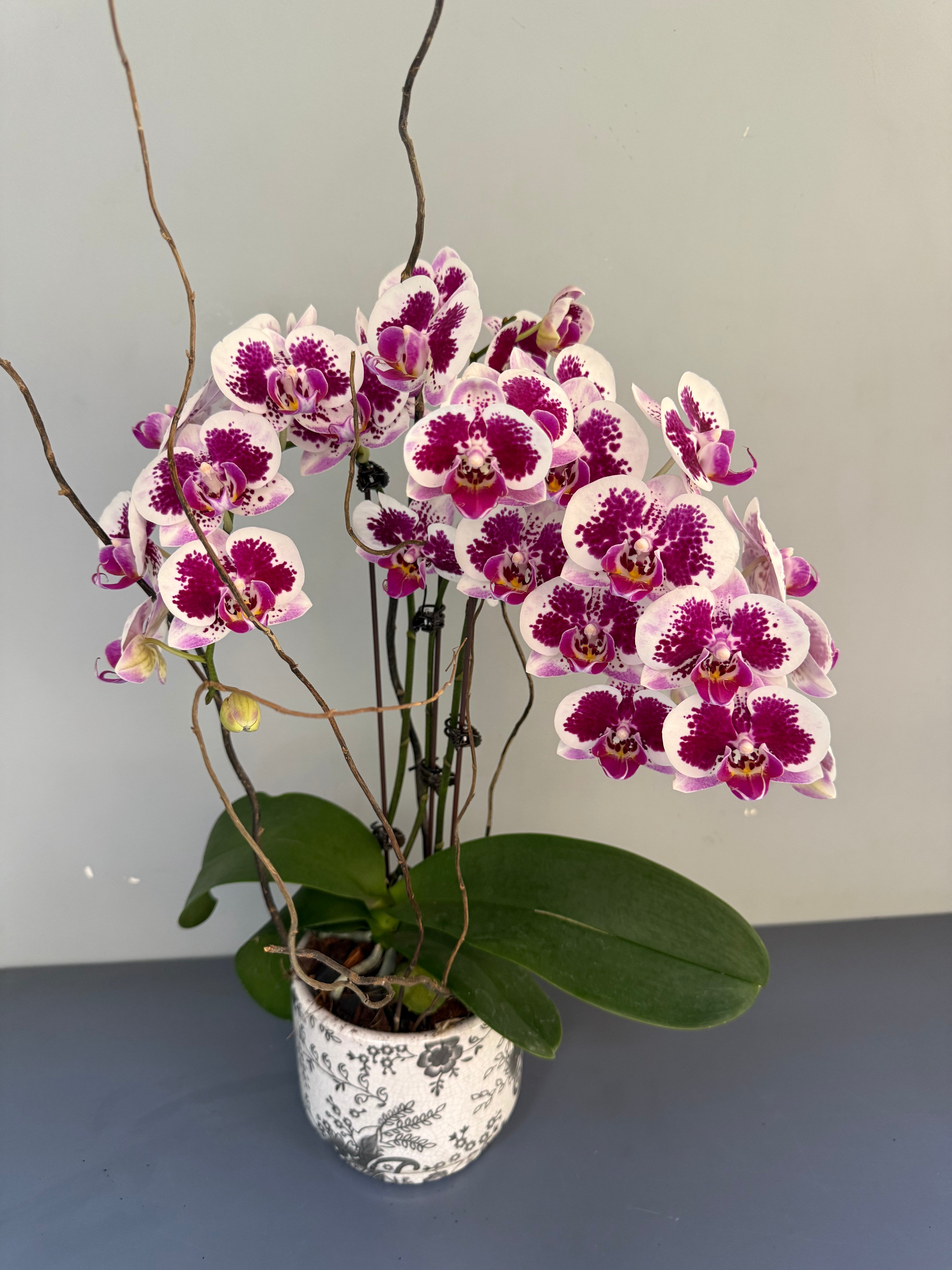 Phalaenopsis Plants - Pink Striped