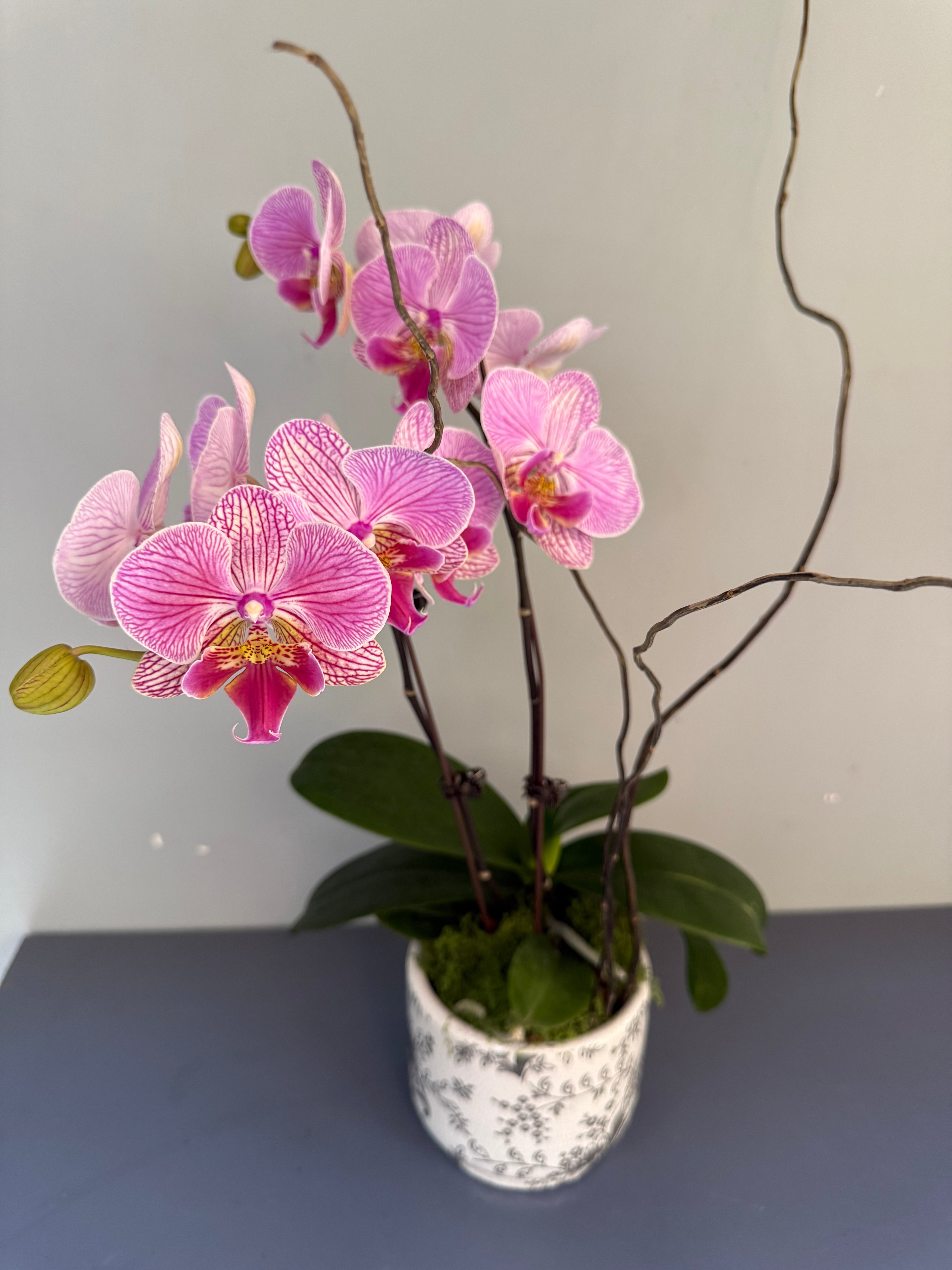 Phalaenopsis Plants - Pink Striped