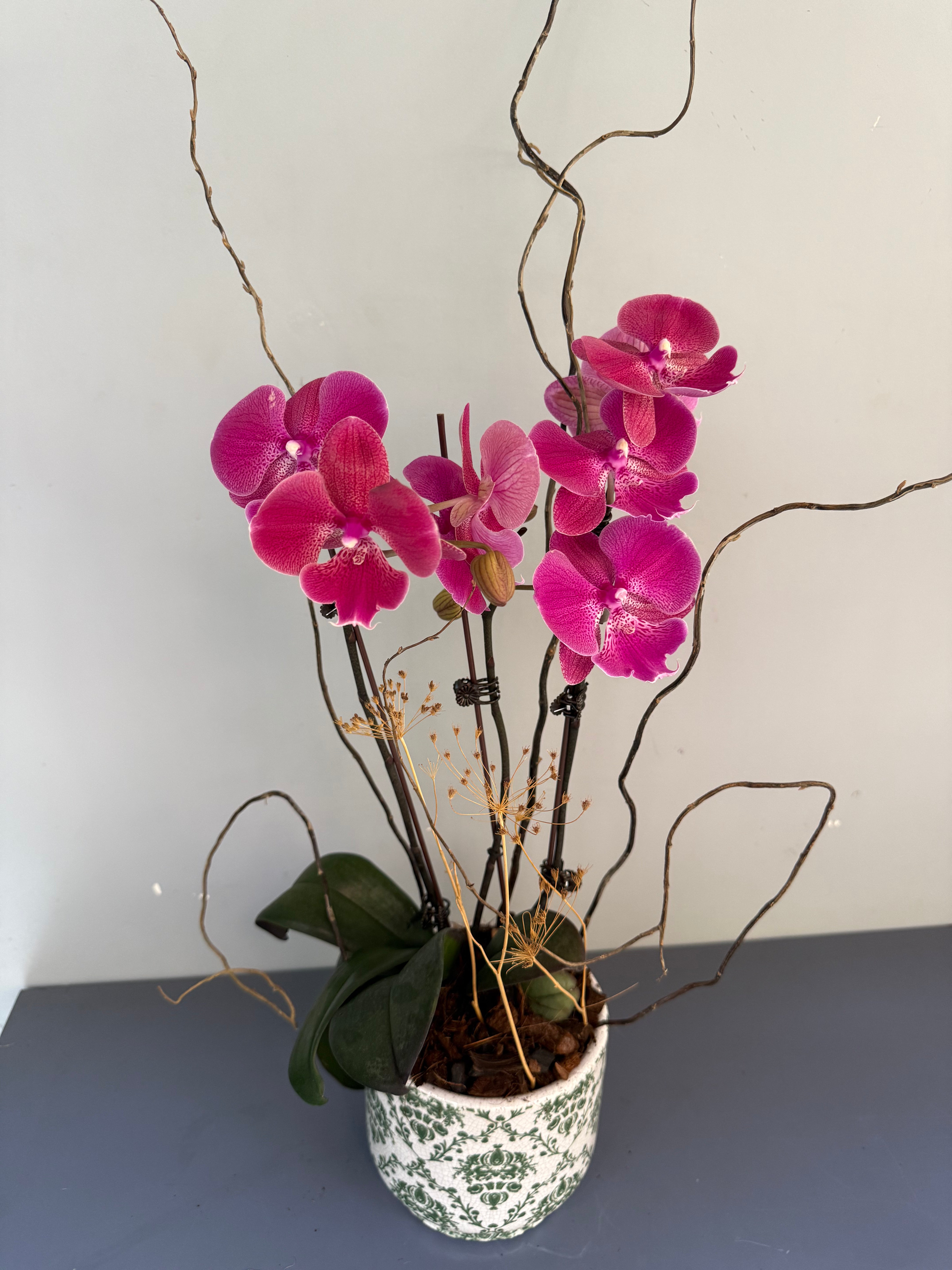 Phalaenopsis Plants Peach