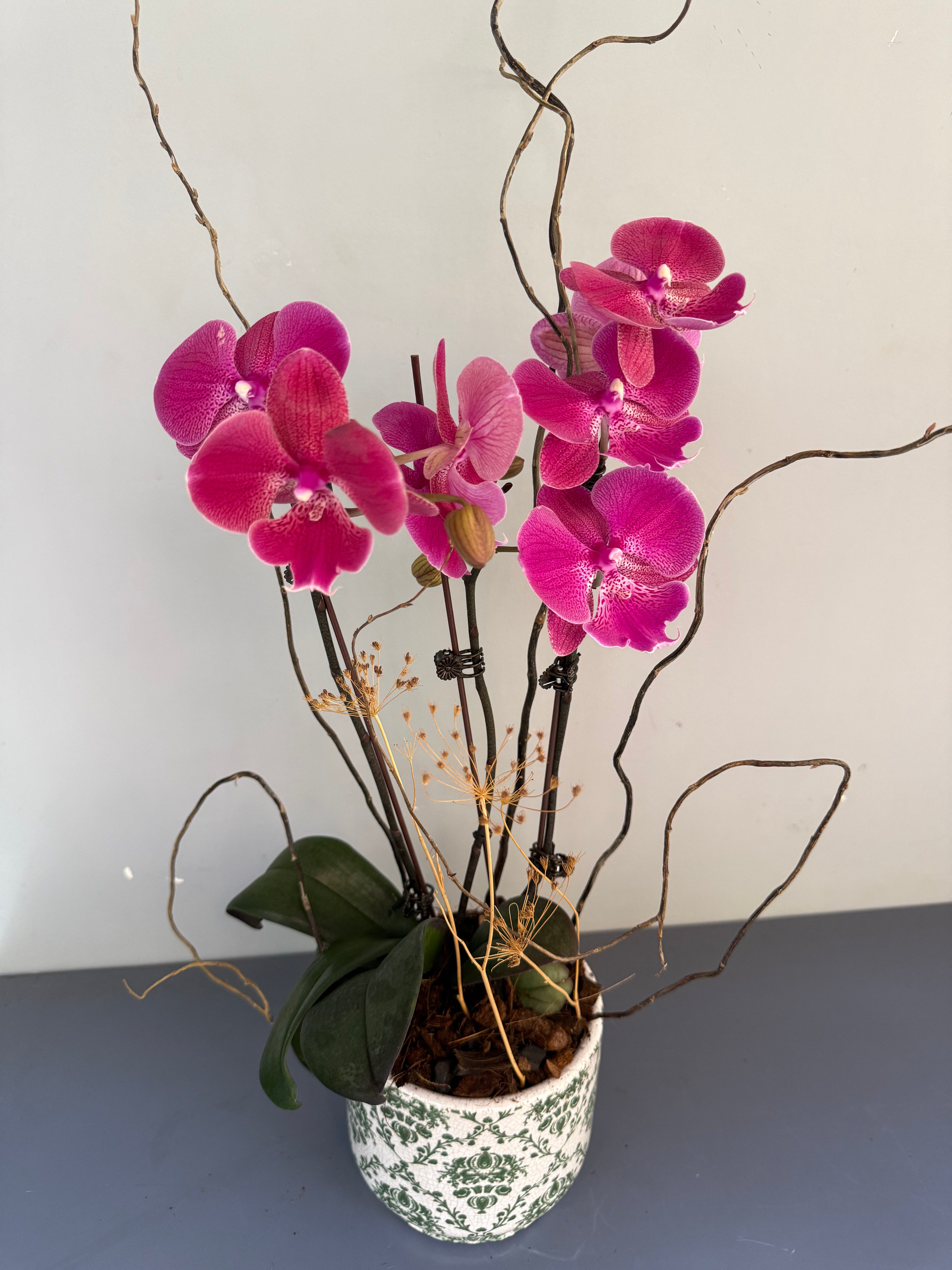 Phalaenopsis Plants Peach
