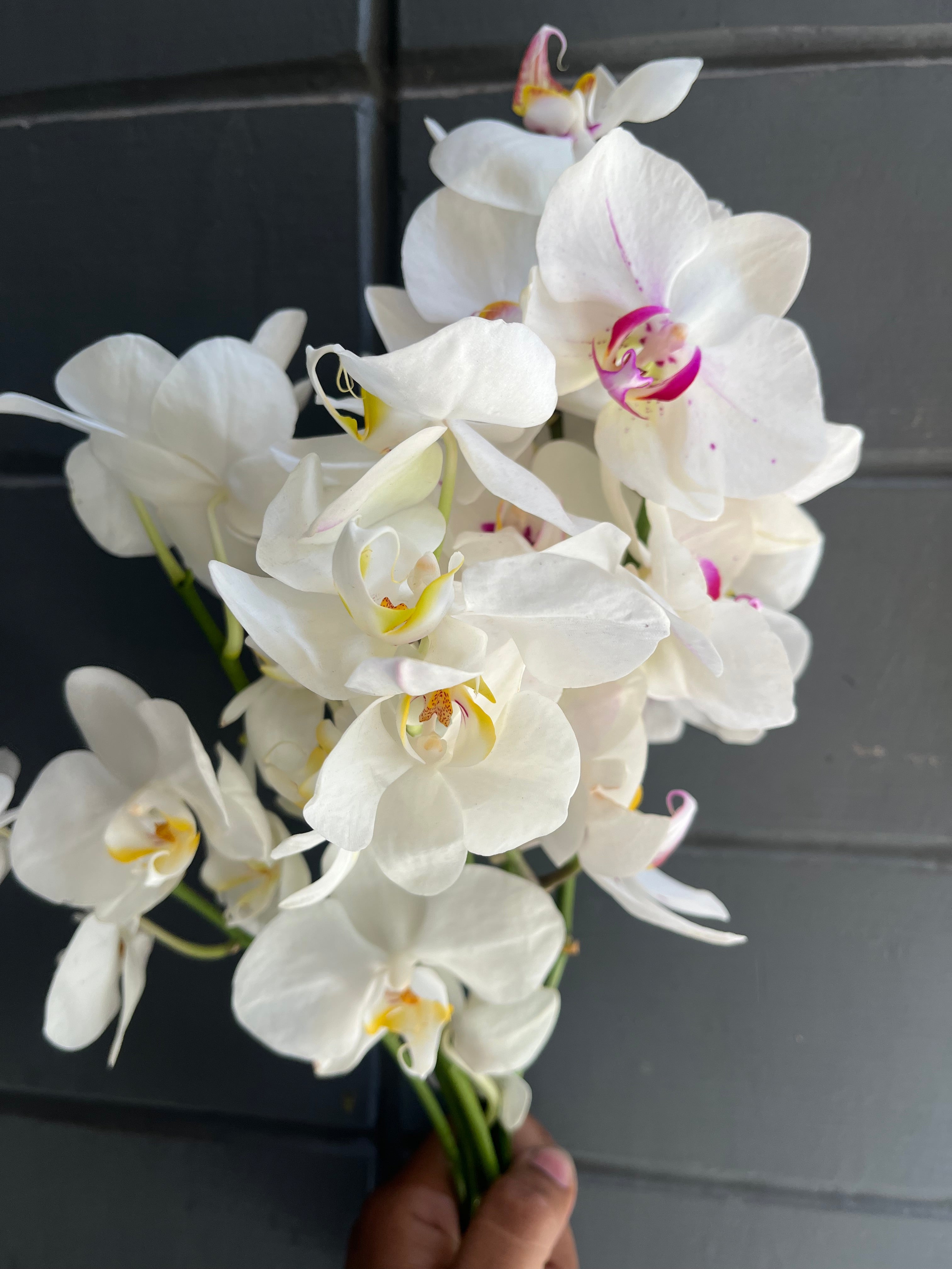 Phalaenopsis Orchids
