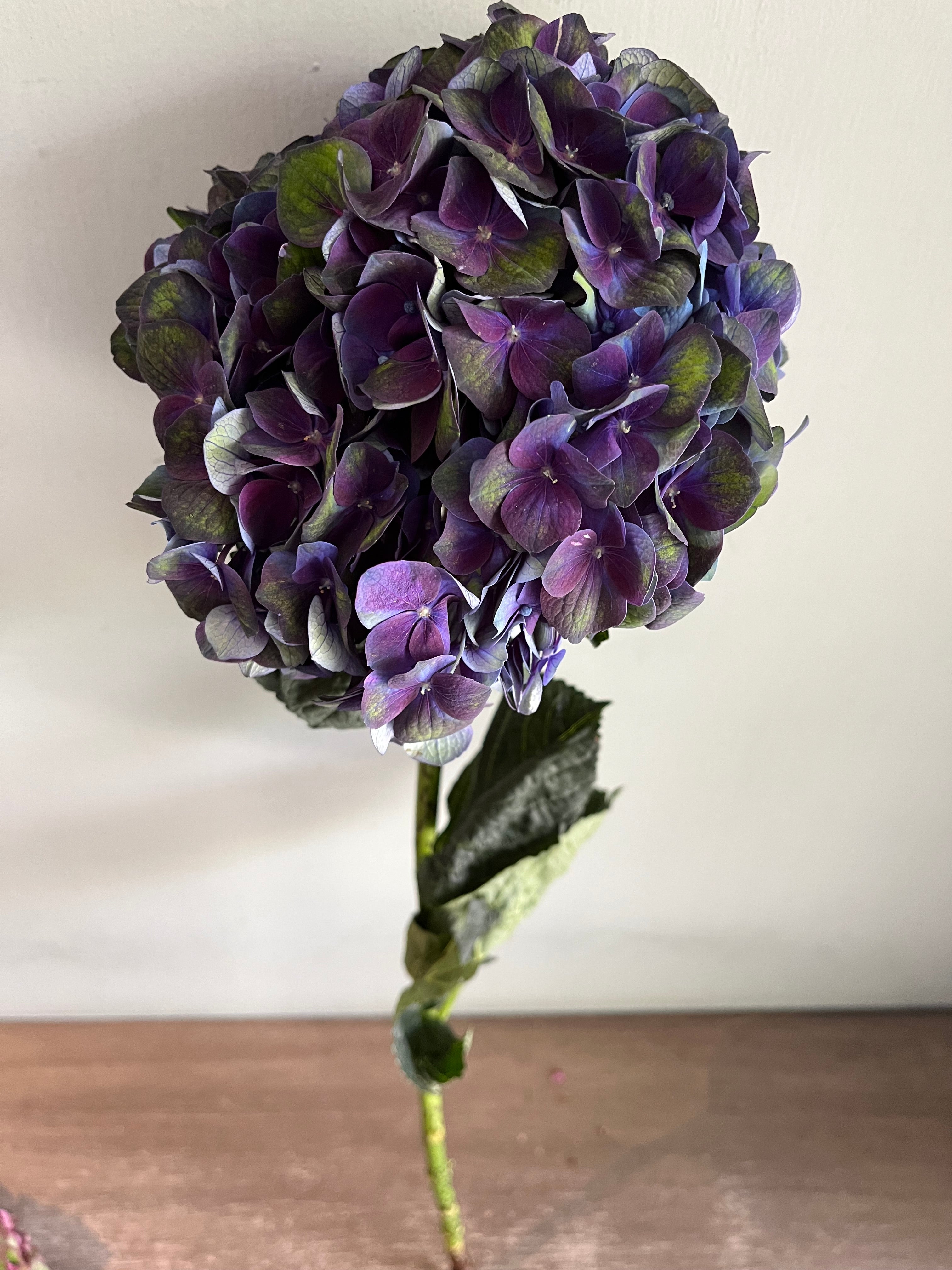 Hydrangea