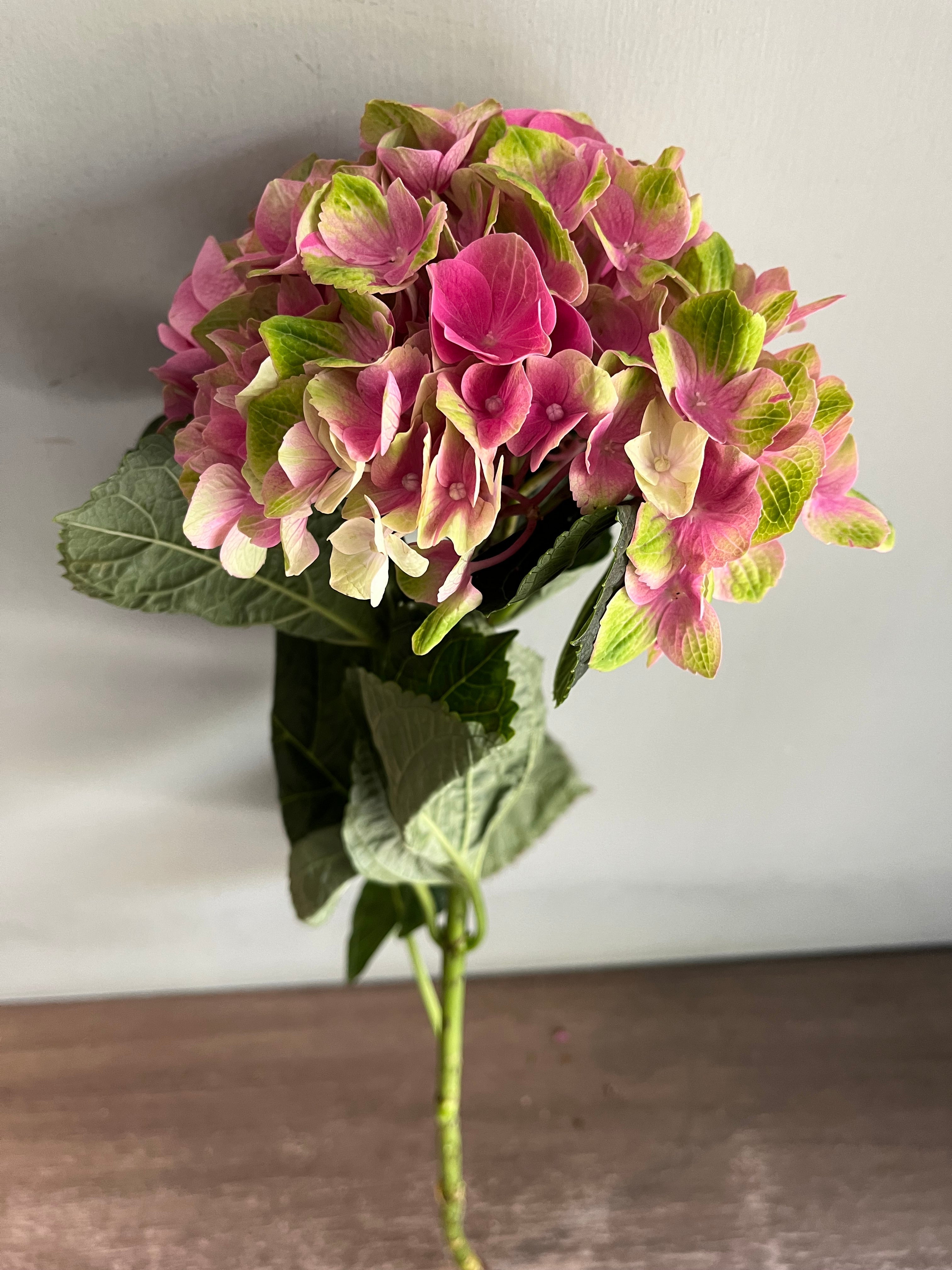 Hydrangea