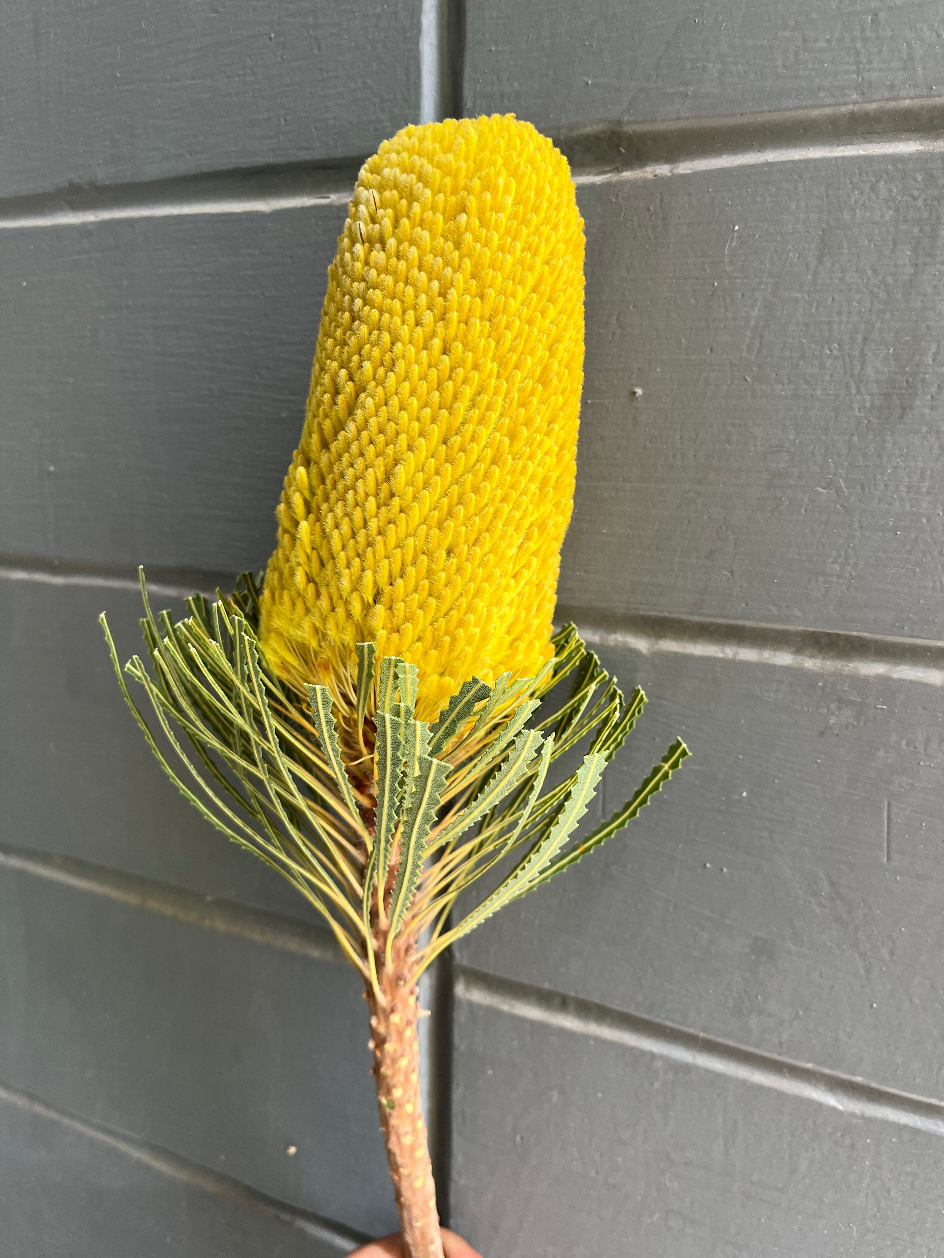 Banksia