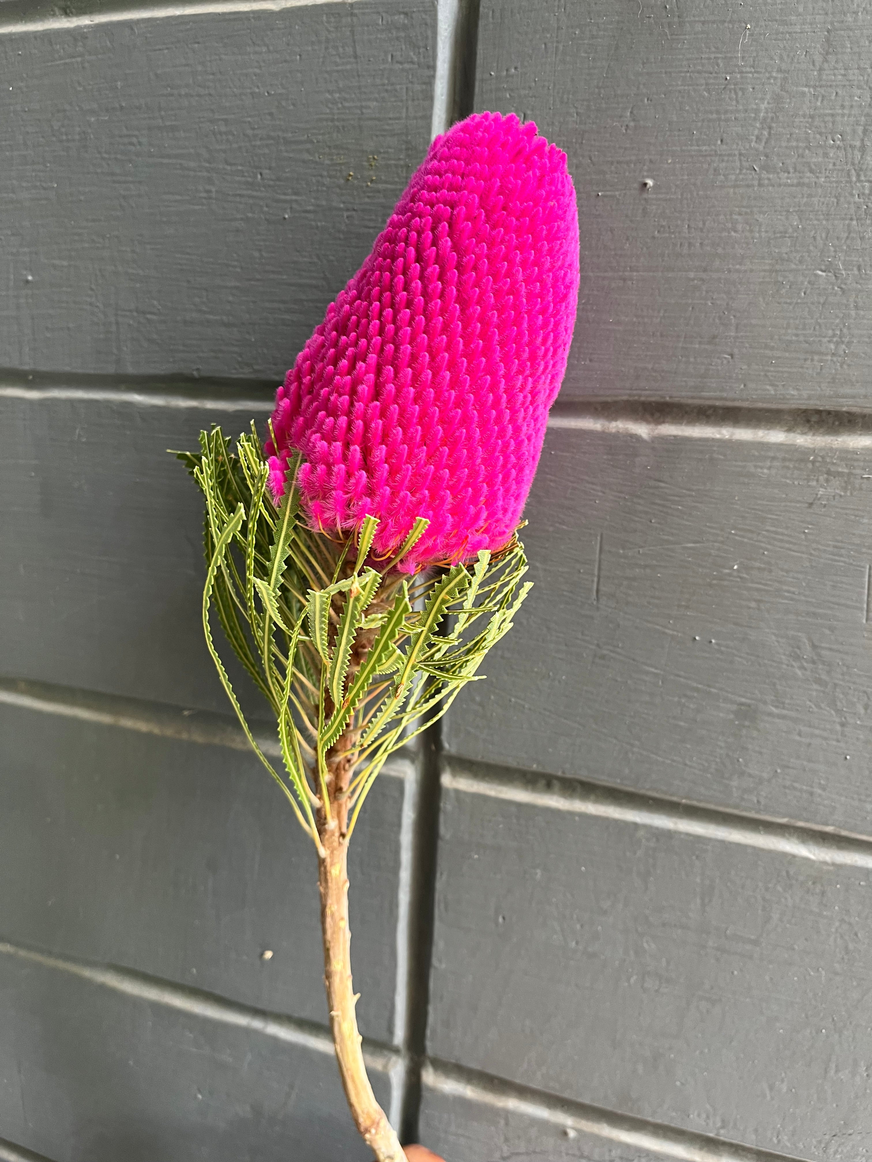 Banksia