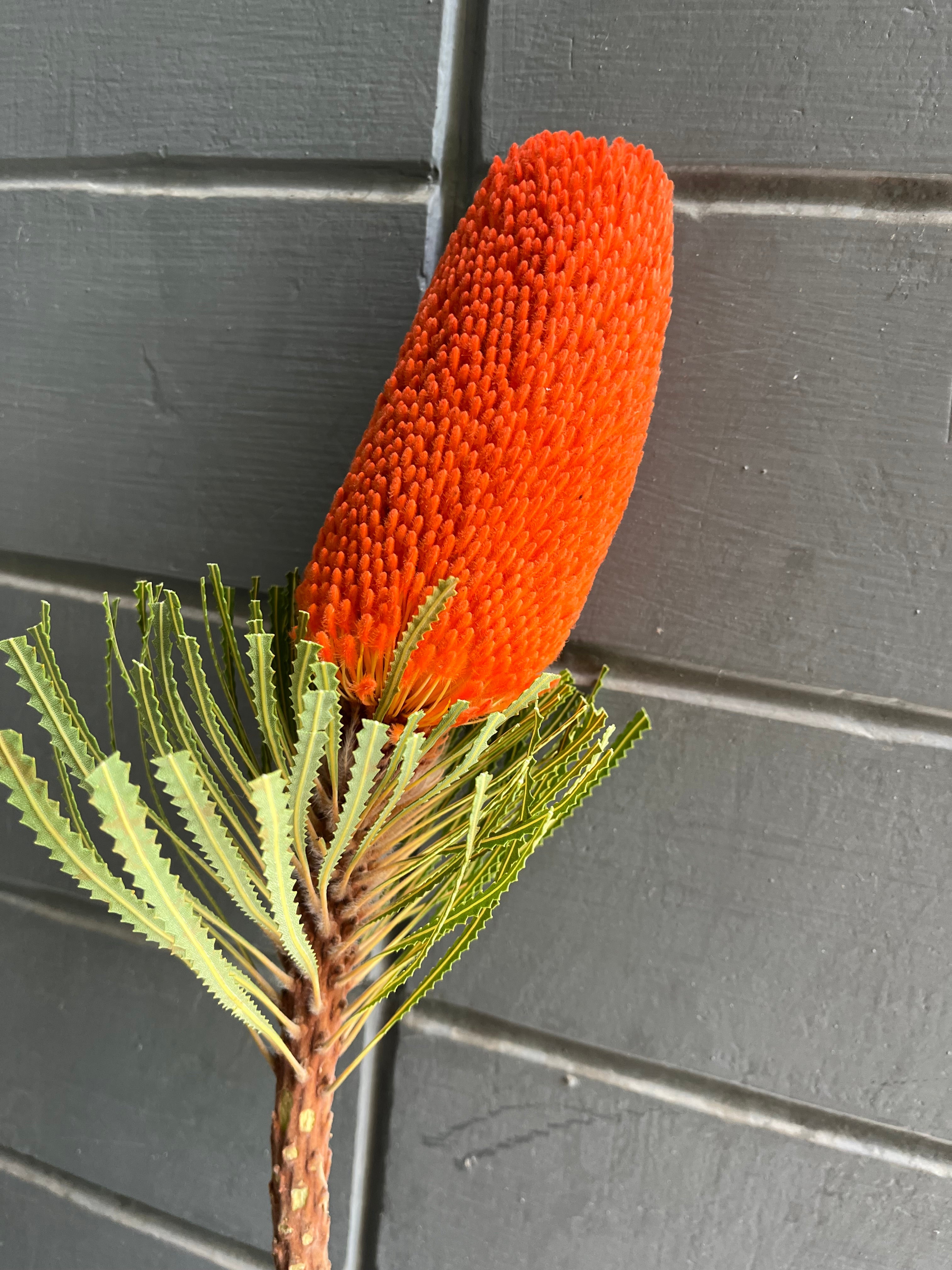 Banksia