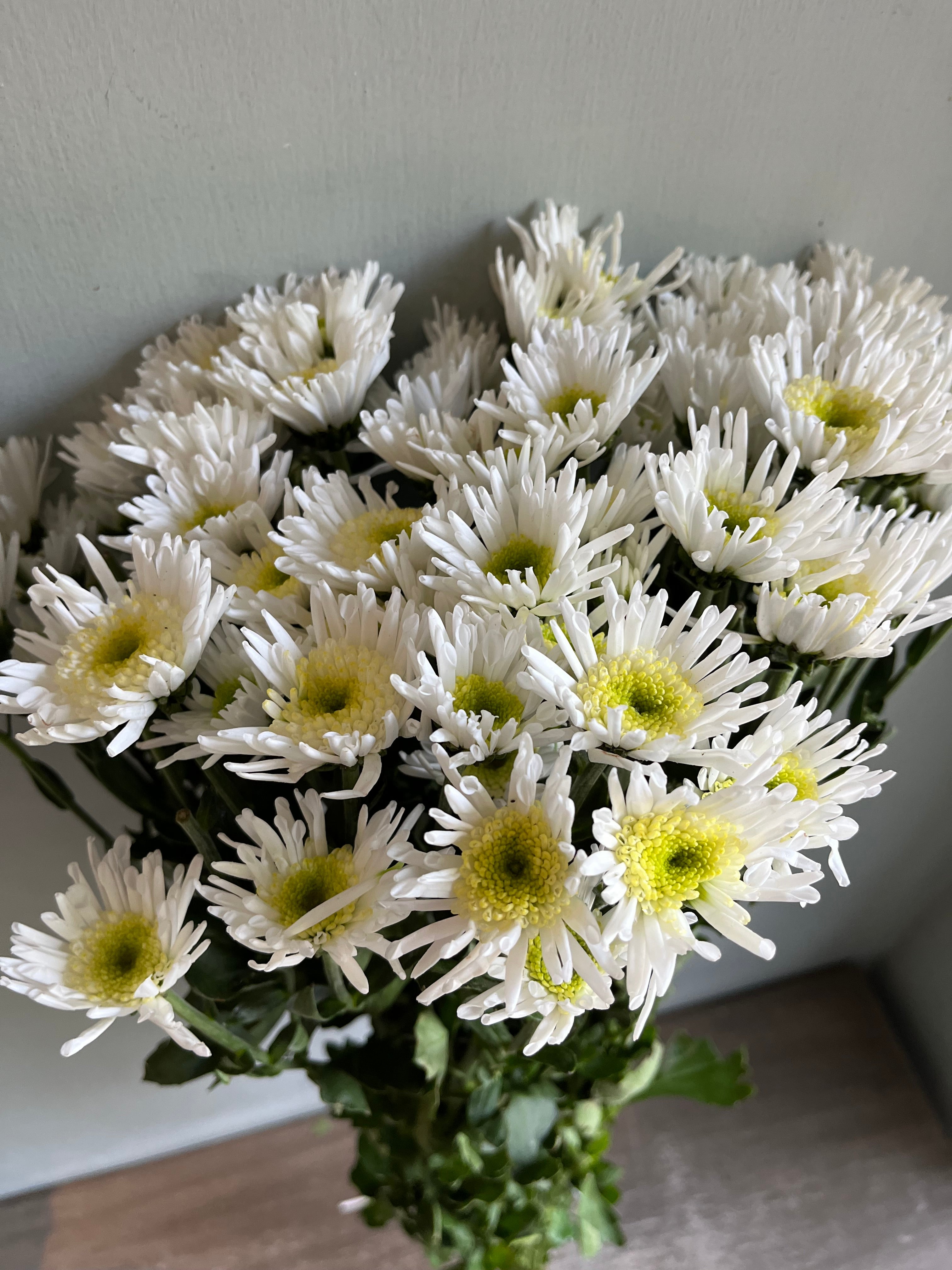 Chrysanthemum