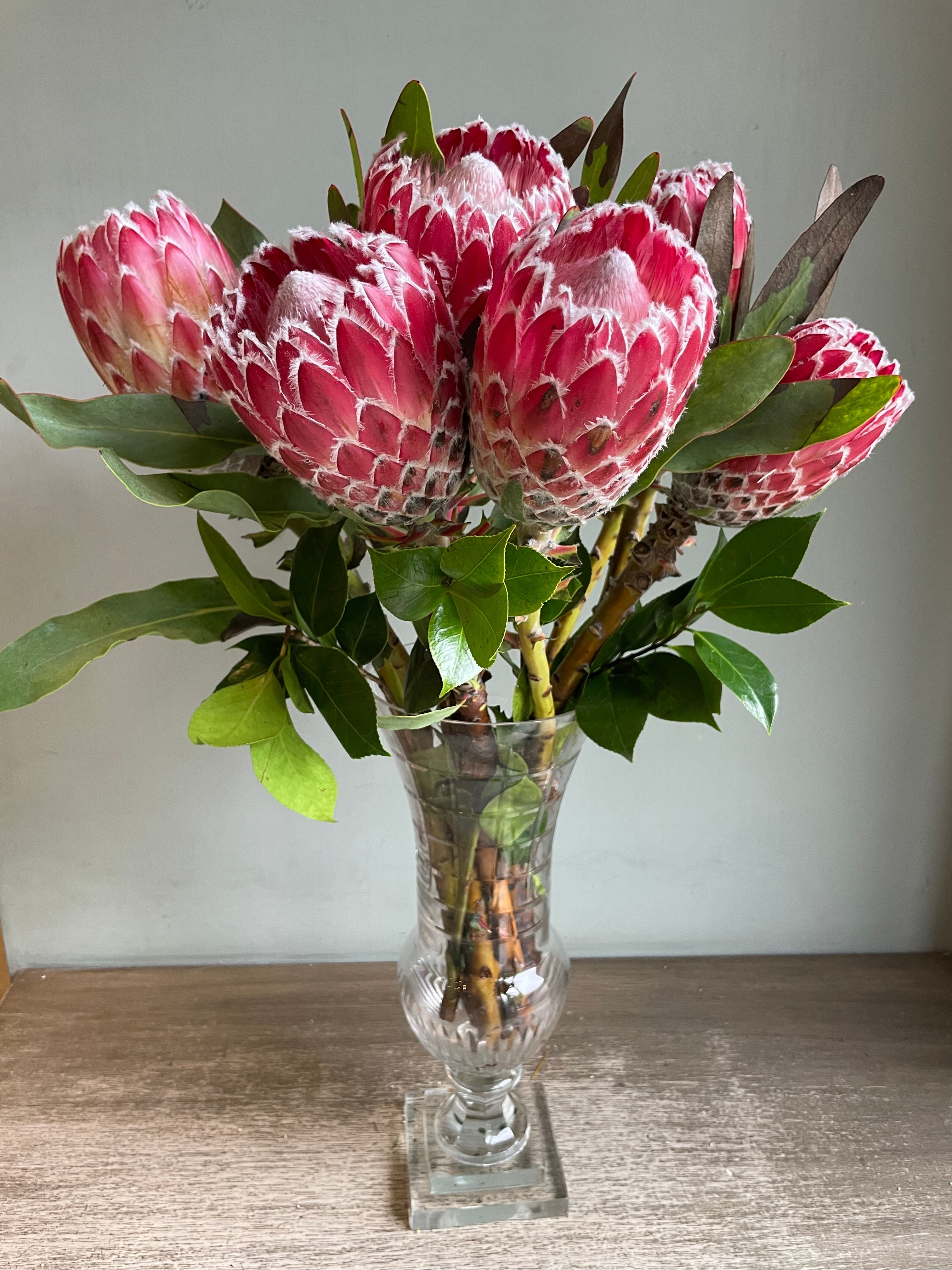 Queen Protea