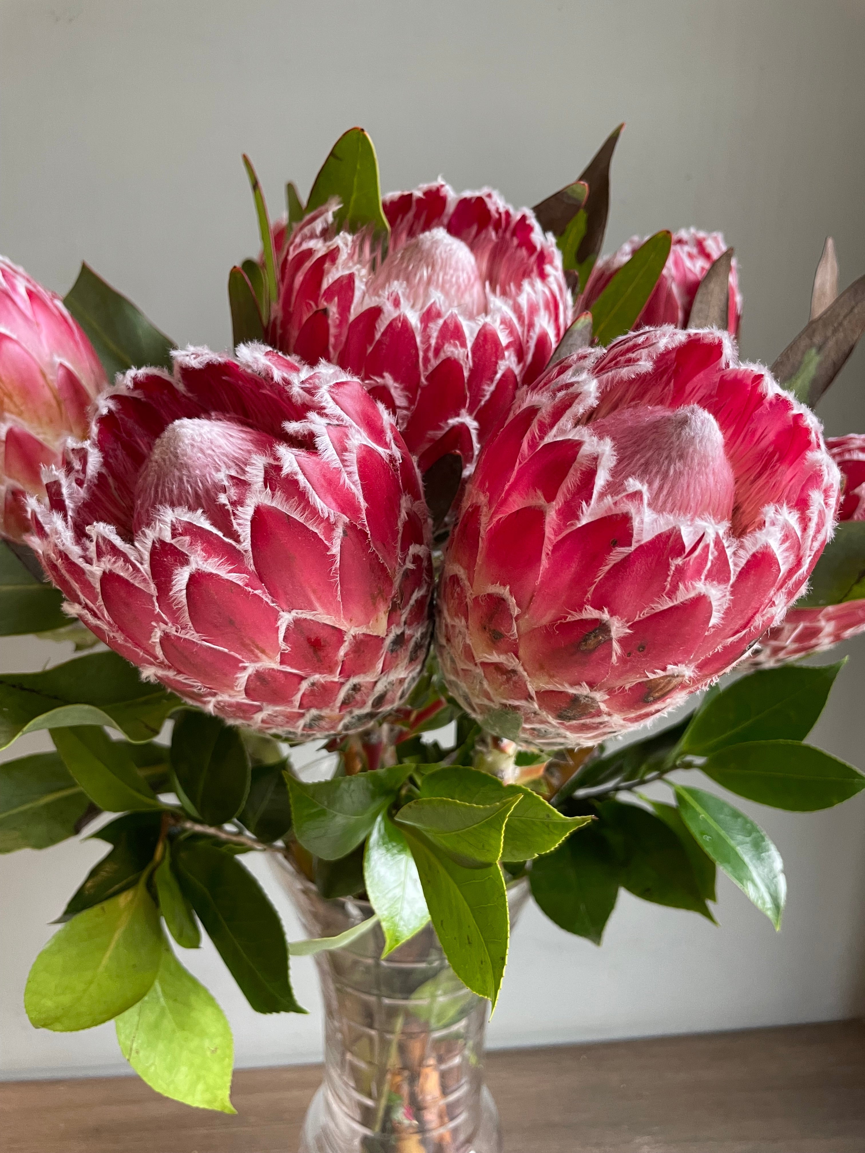 Queen Protea