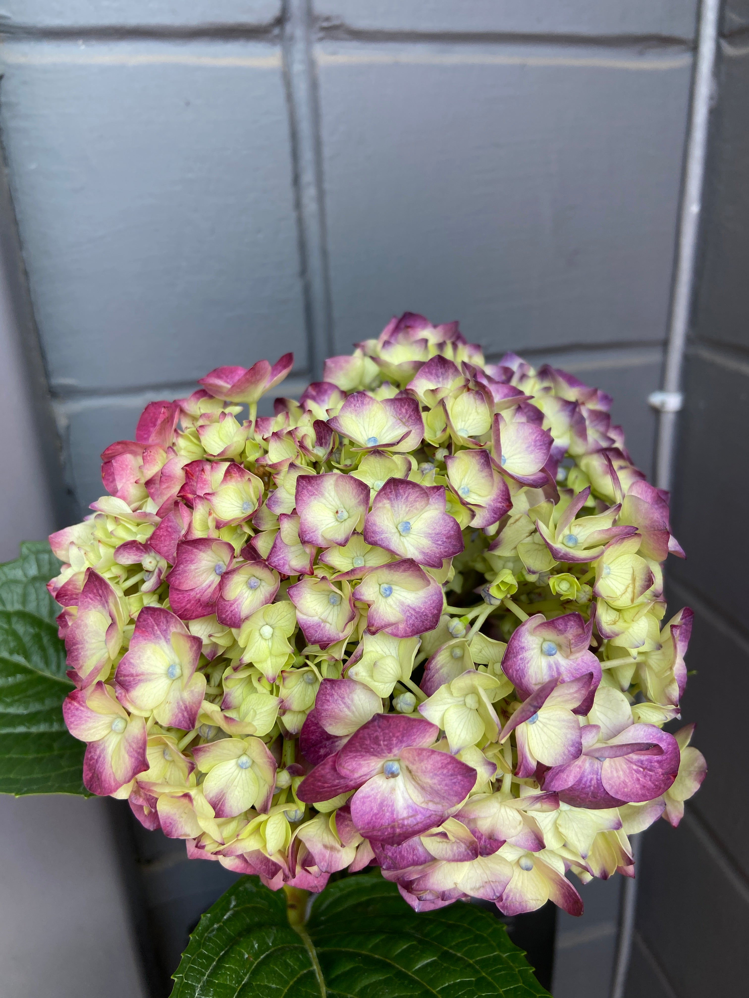 Hydrangea
