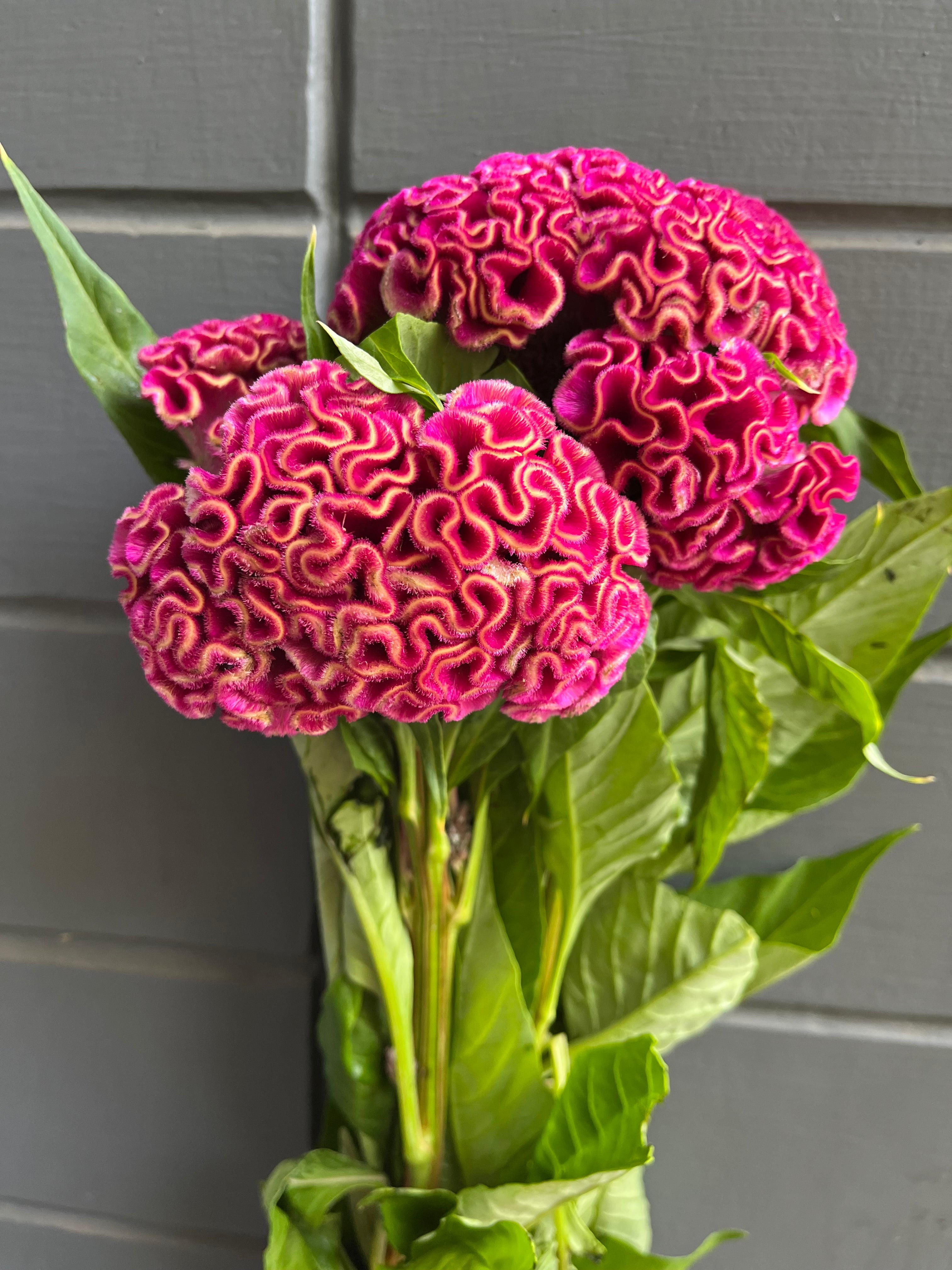 Cockscomb