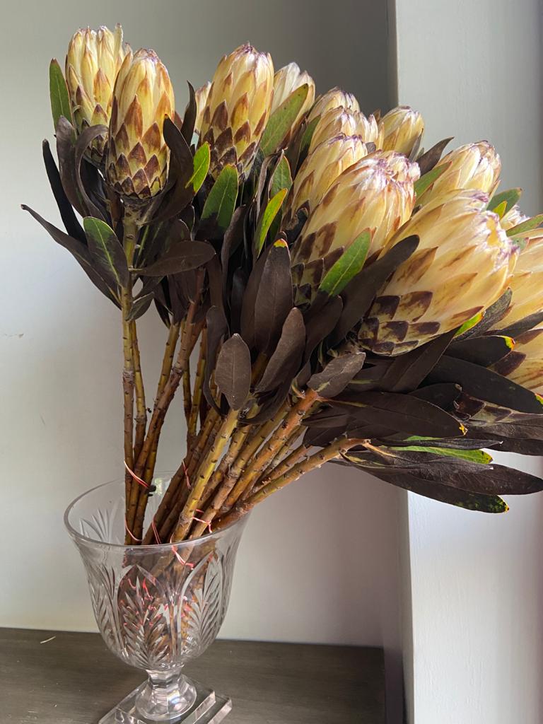 Protea