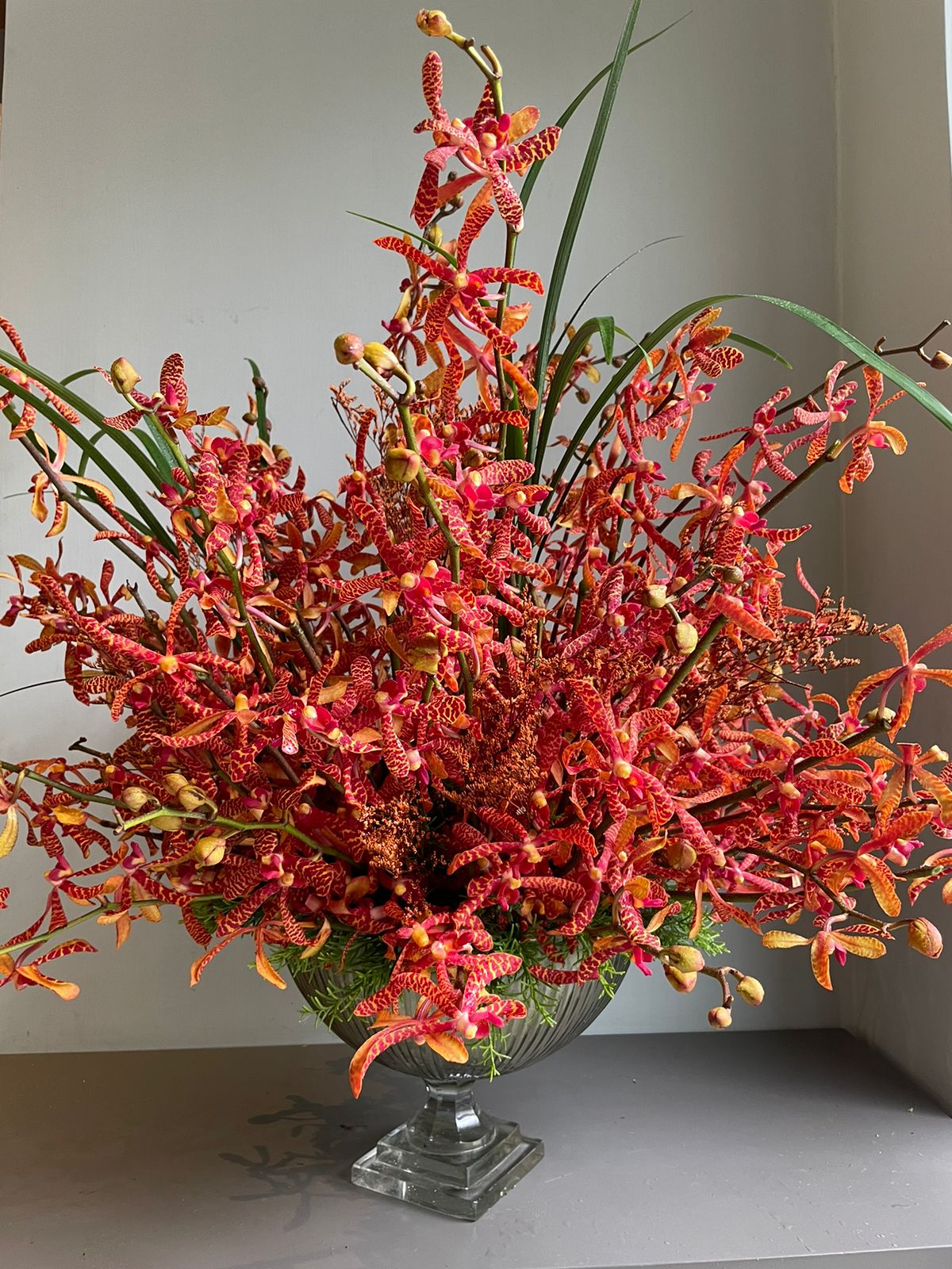 Vanda
