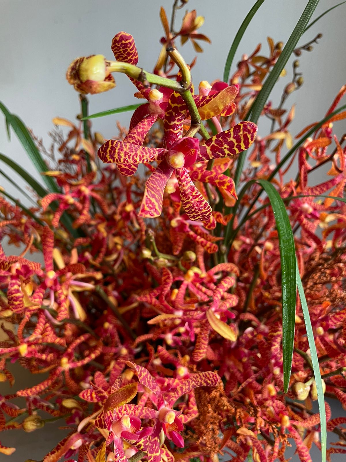 Vanda
