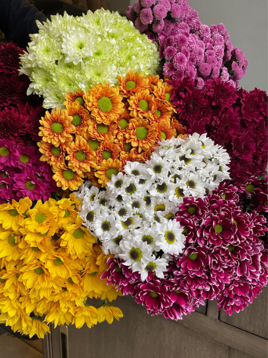 Chrysanthemum