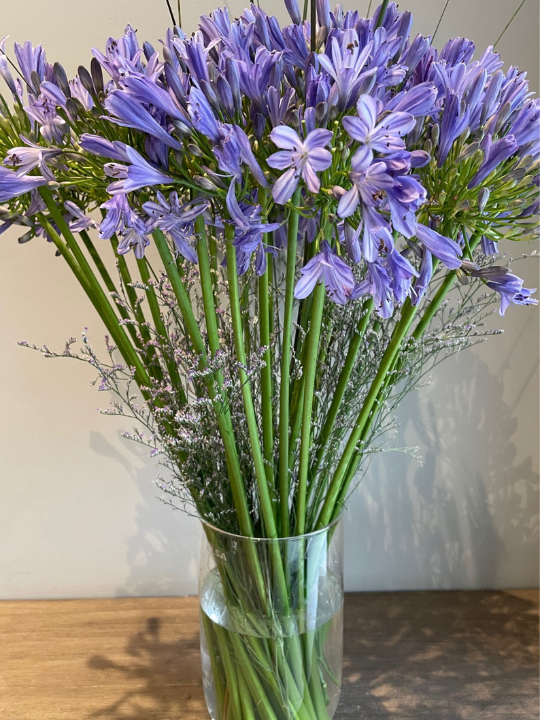 Agapanthus