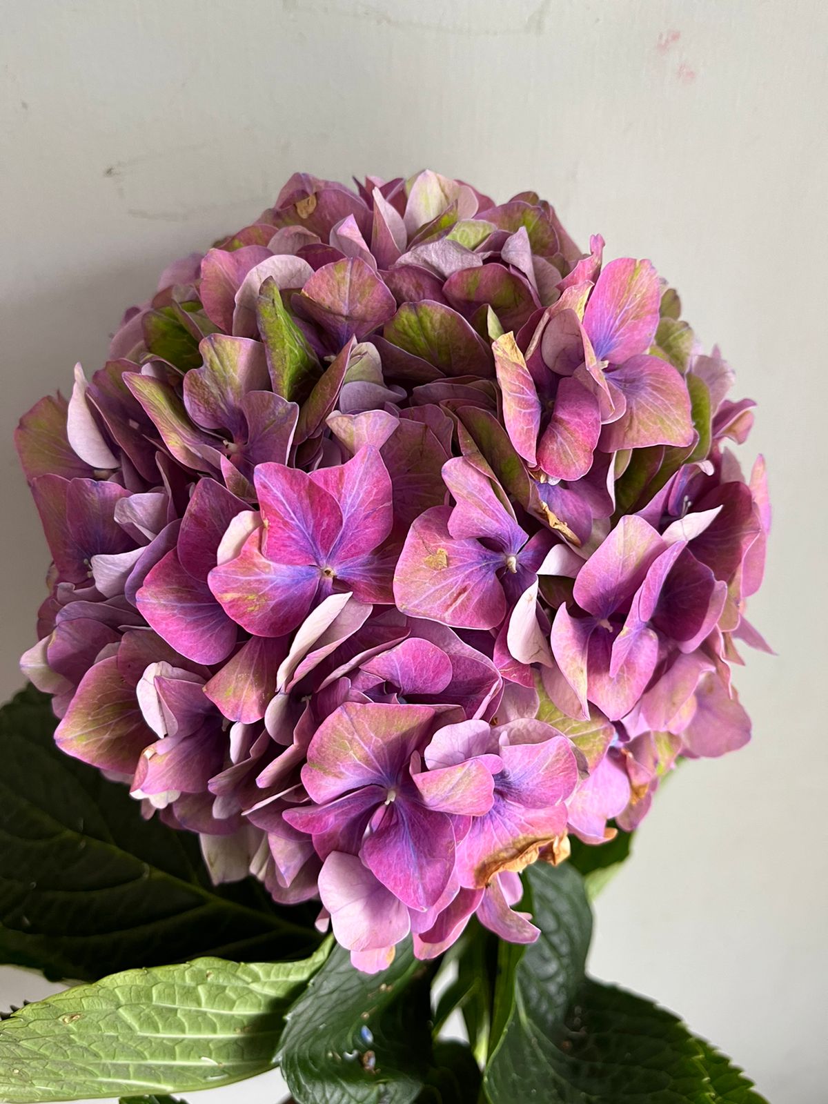 Hydrangea
