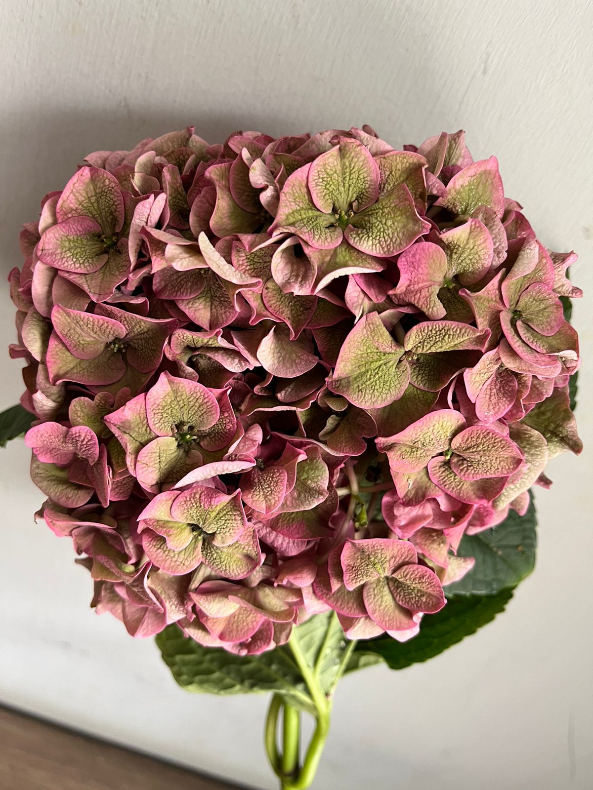 Hydrangea