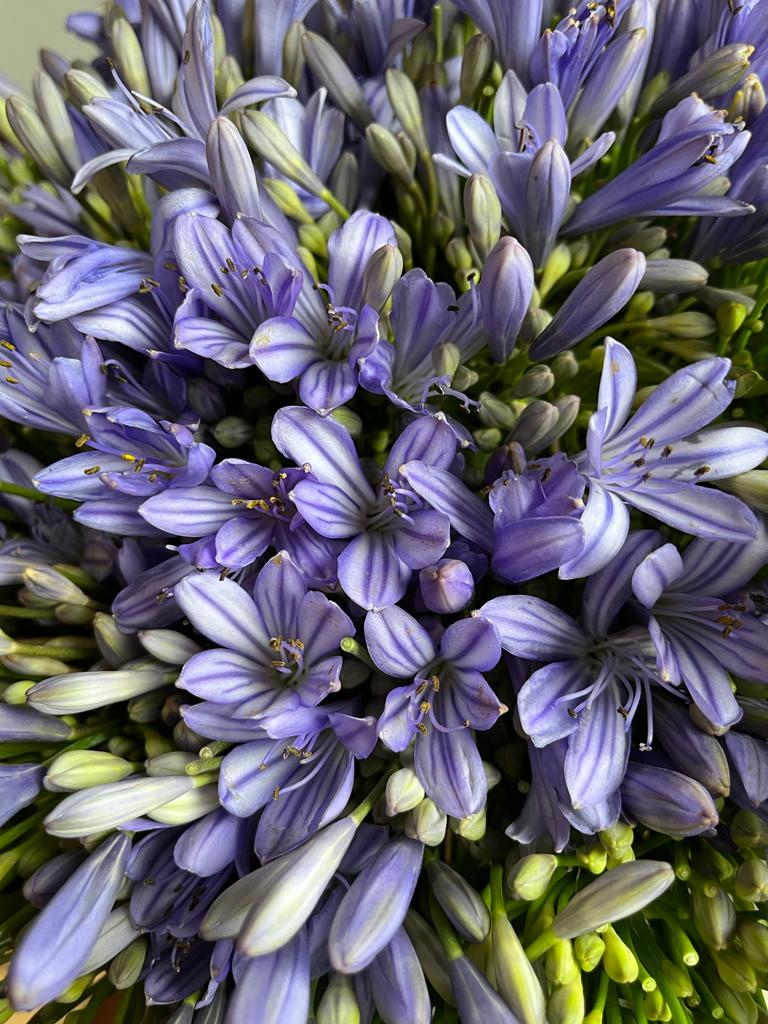 Agapanthus