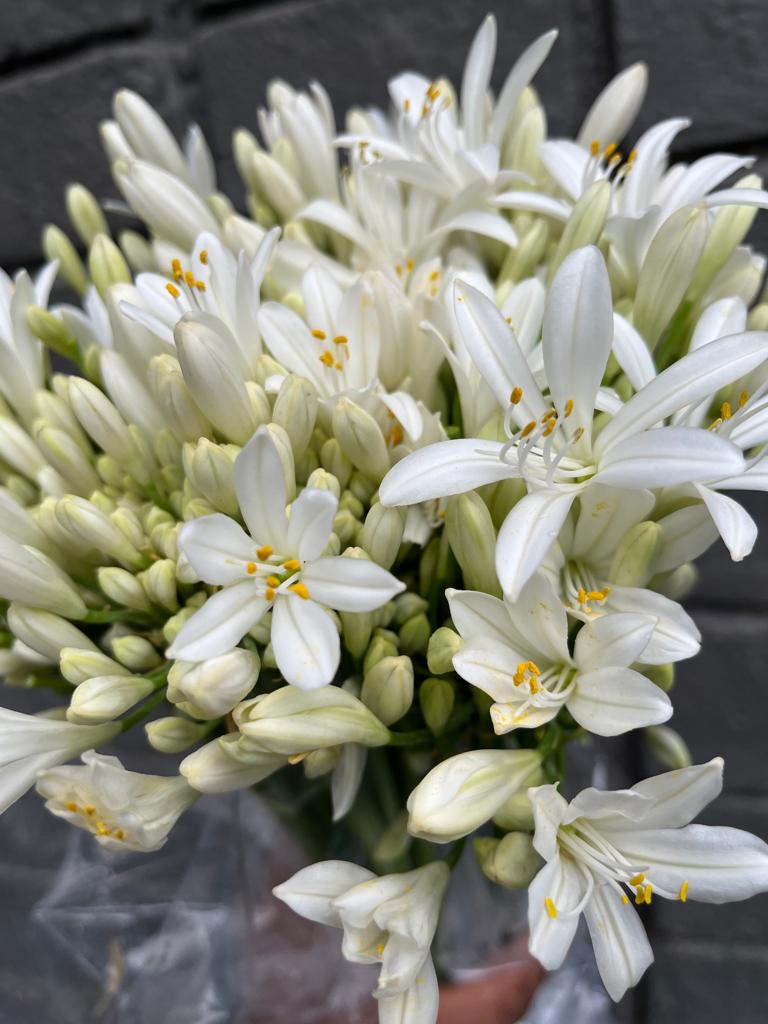 Agapanthus