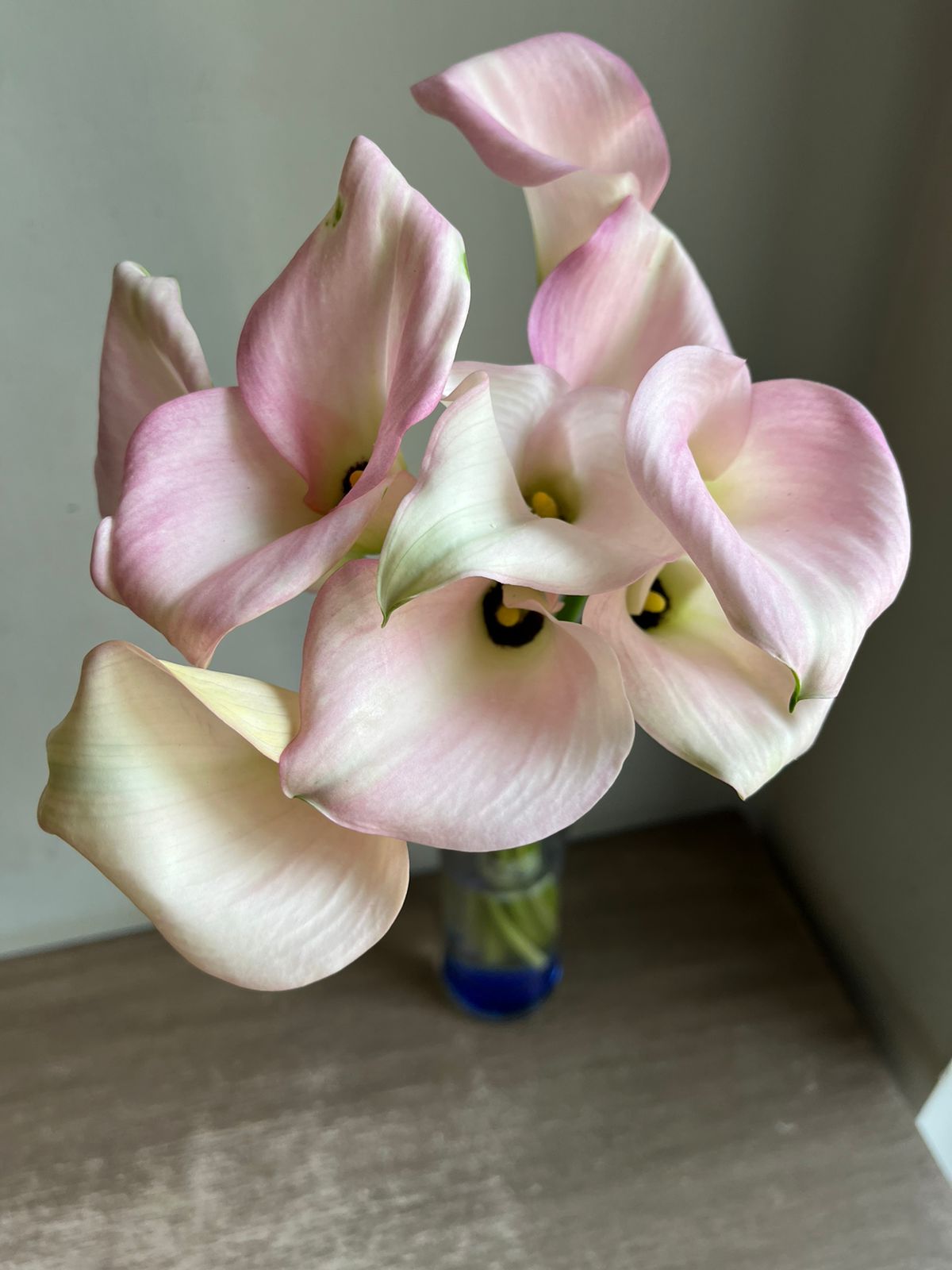 Calla Lily