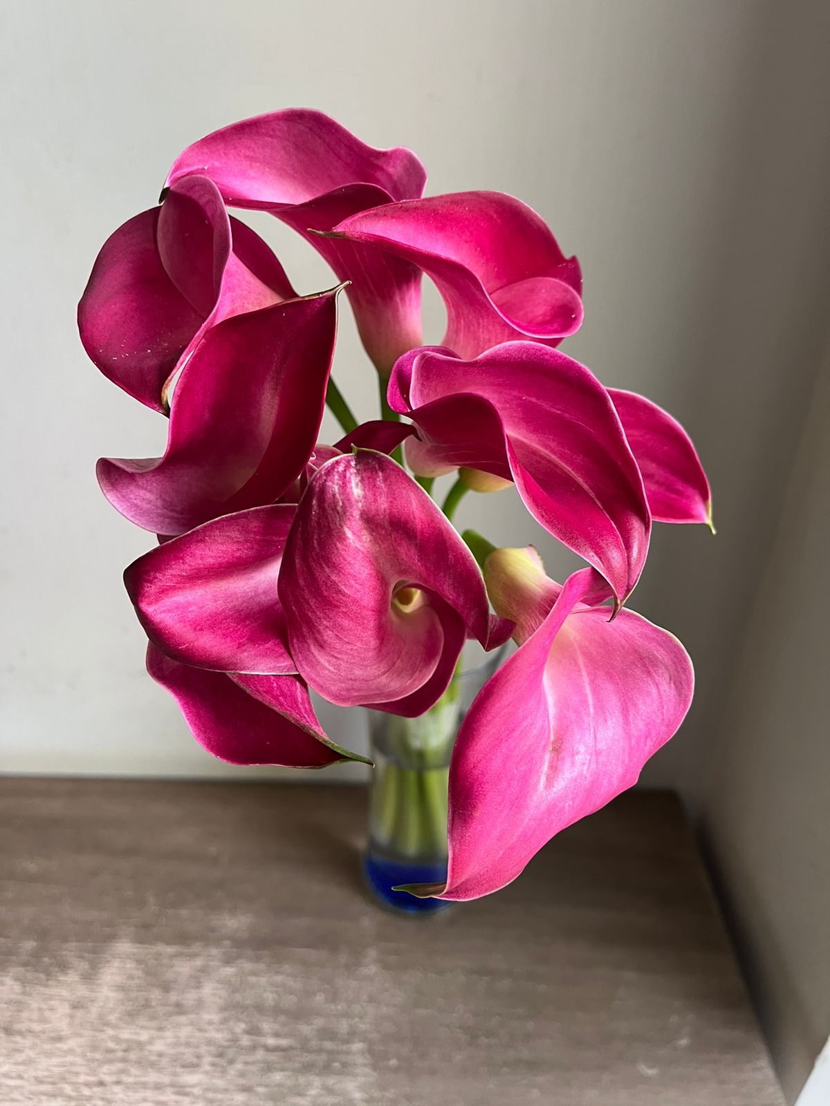 Calla Lily
