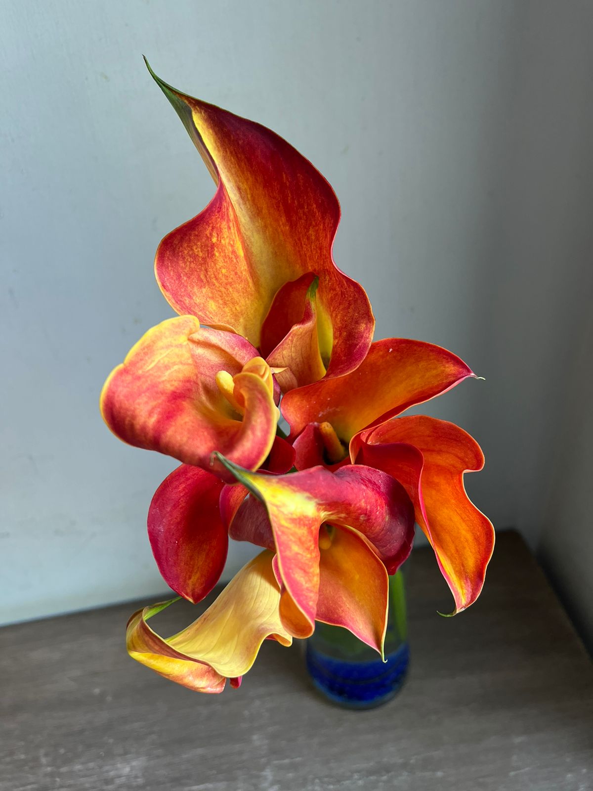 Calla Lily