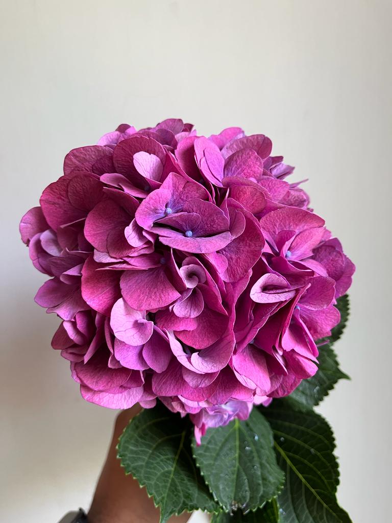 Hydrangea