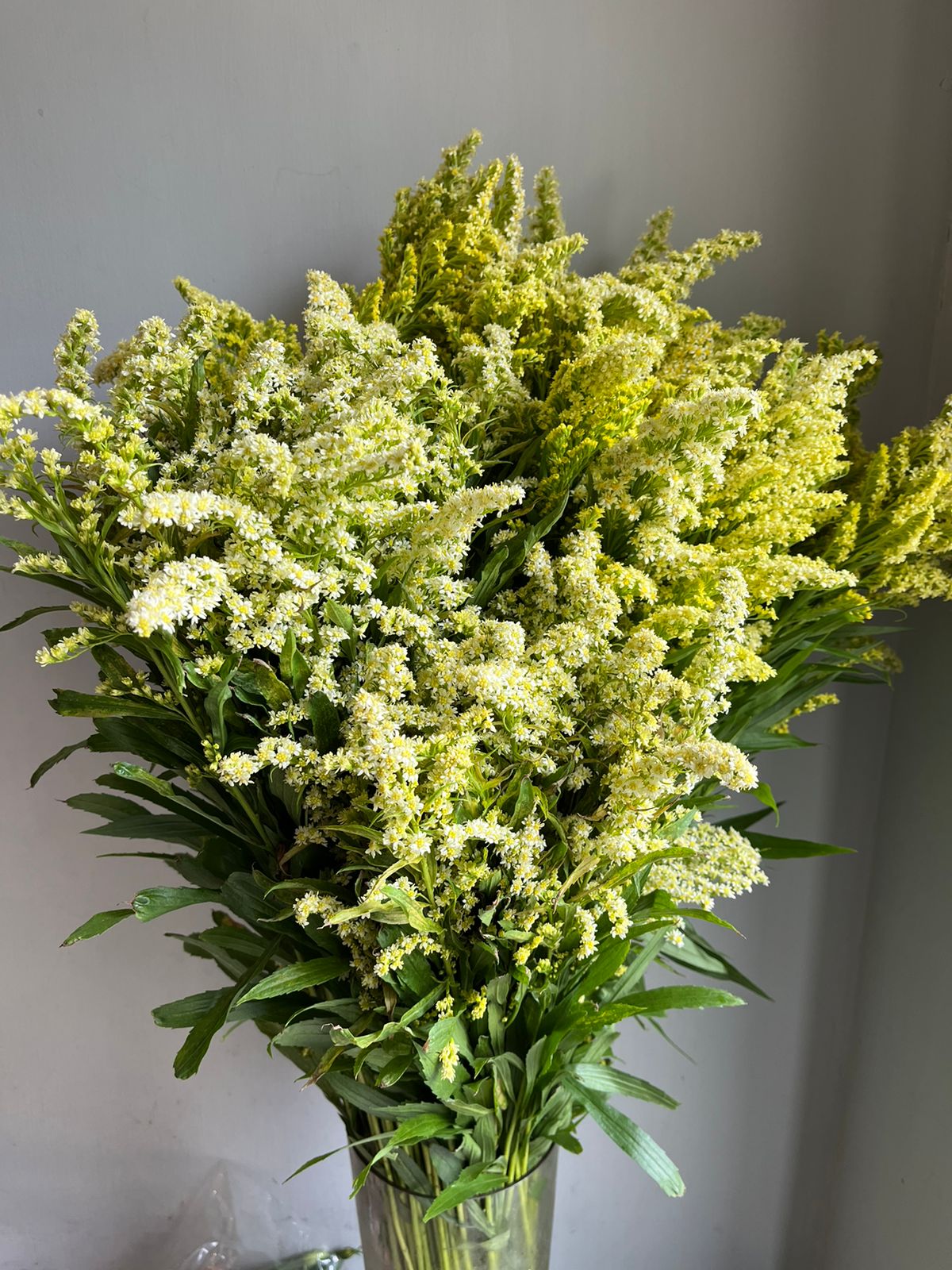 Solidago